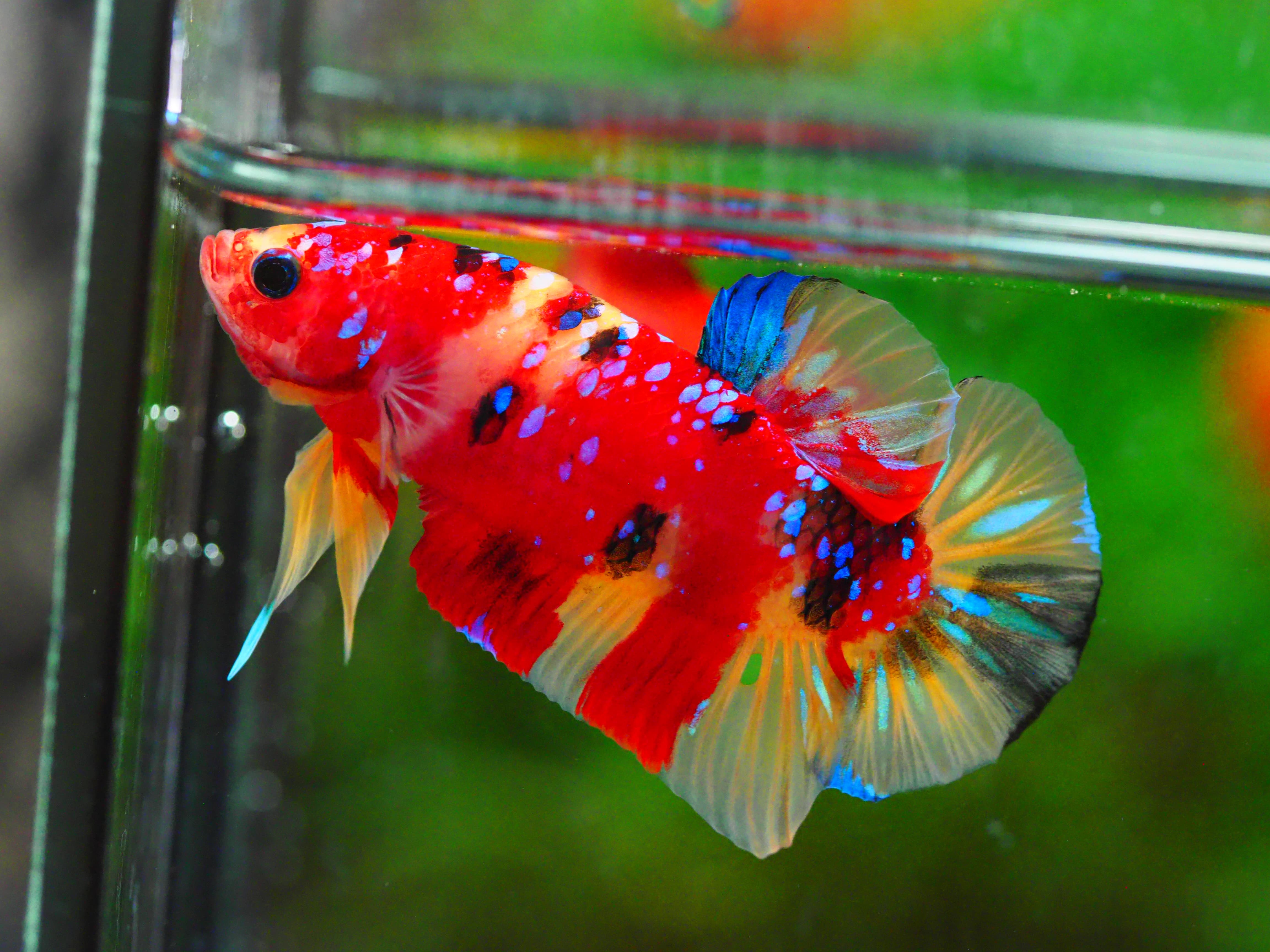 HMPK NEMO GALAXY MALE GRADE A +++