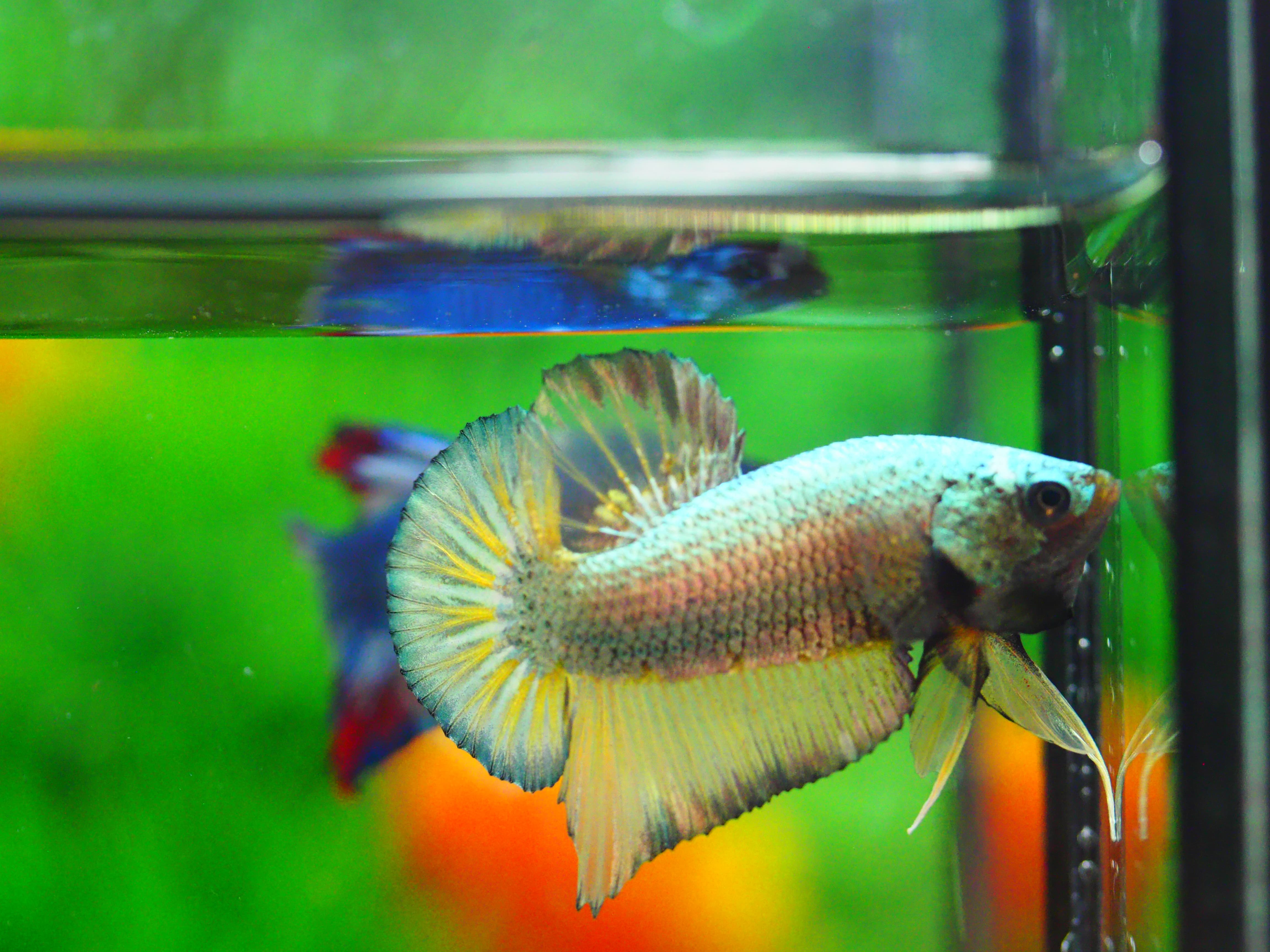 HMPK COPPER MALE GRADE A +++