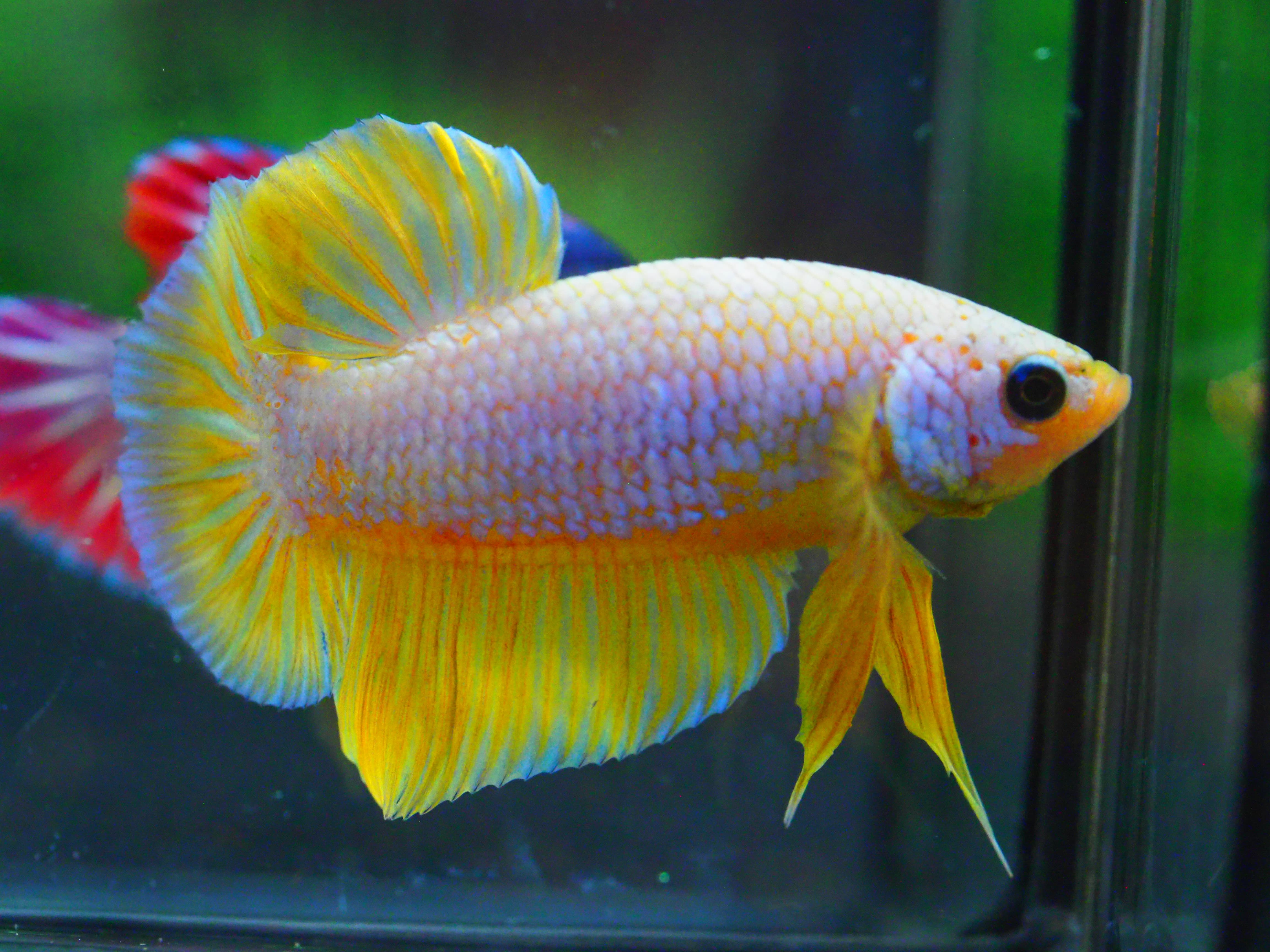 HMPK FANCY MALE GRADE A +++