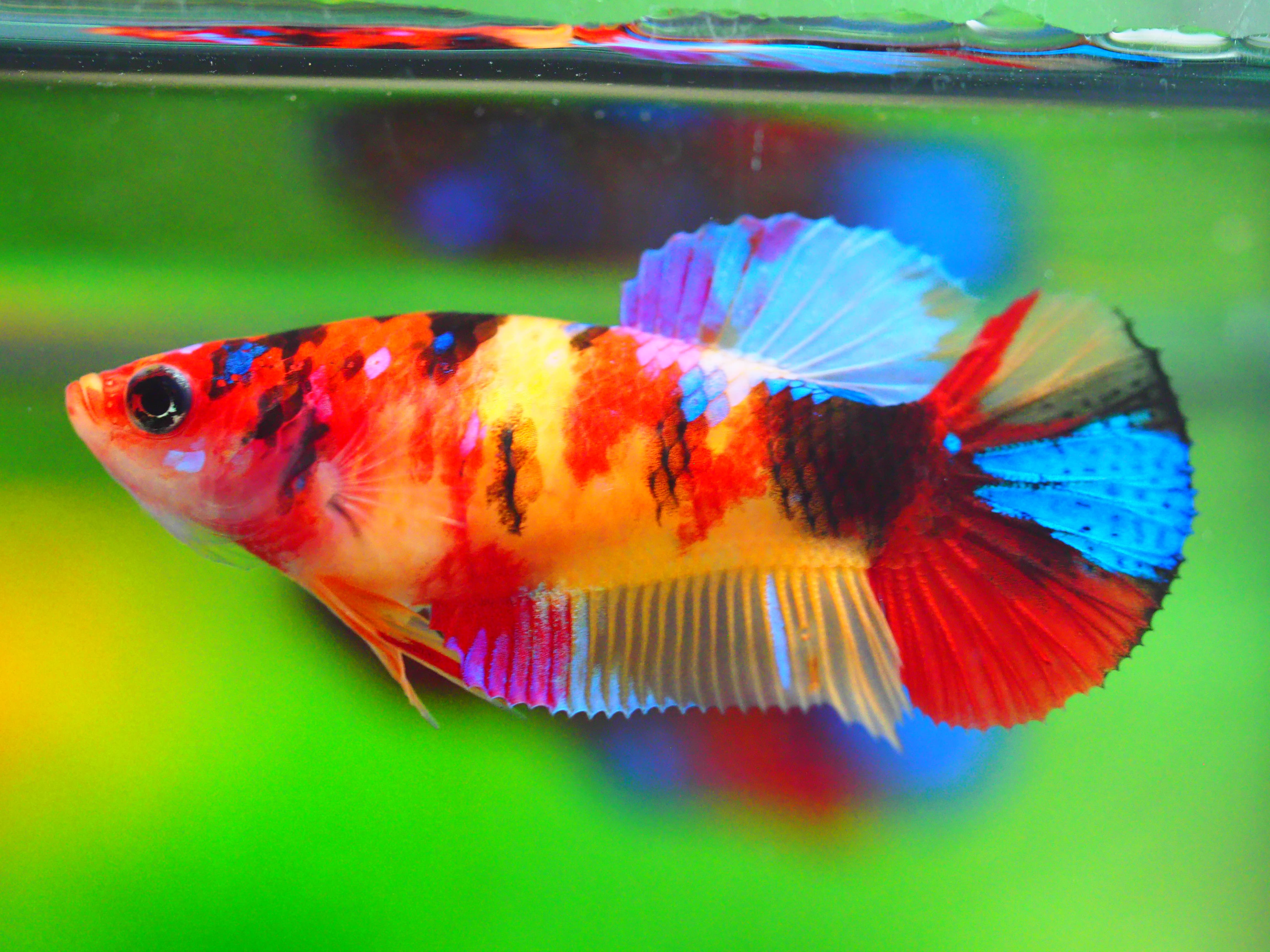 HMPK NEMO GALAXY FNMALE GRADE A +++