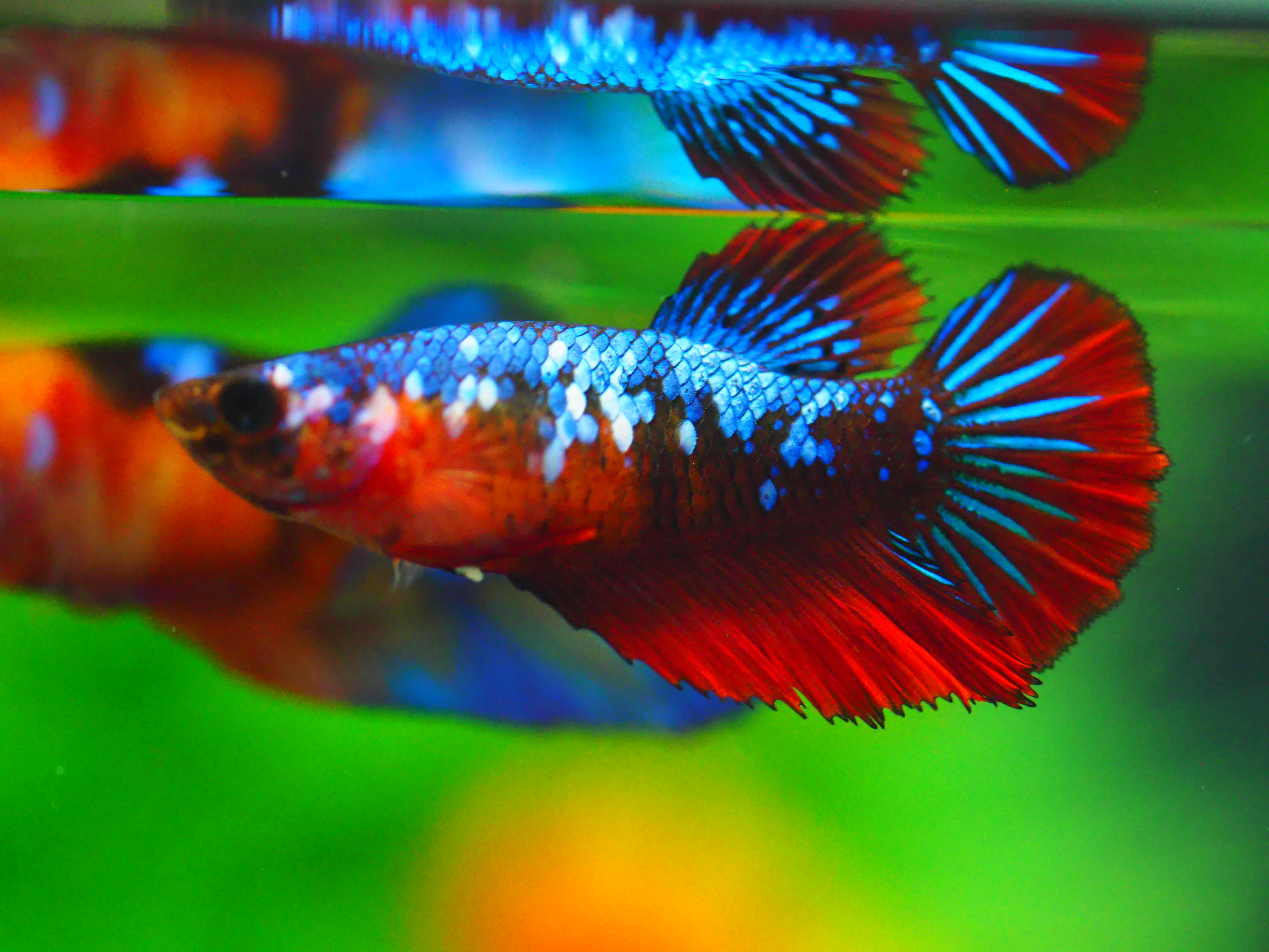 HM KOI GALAXY FN MALE GRADE A +++