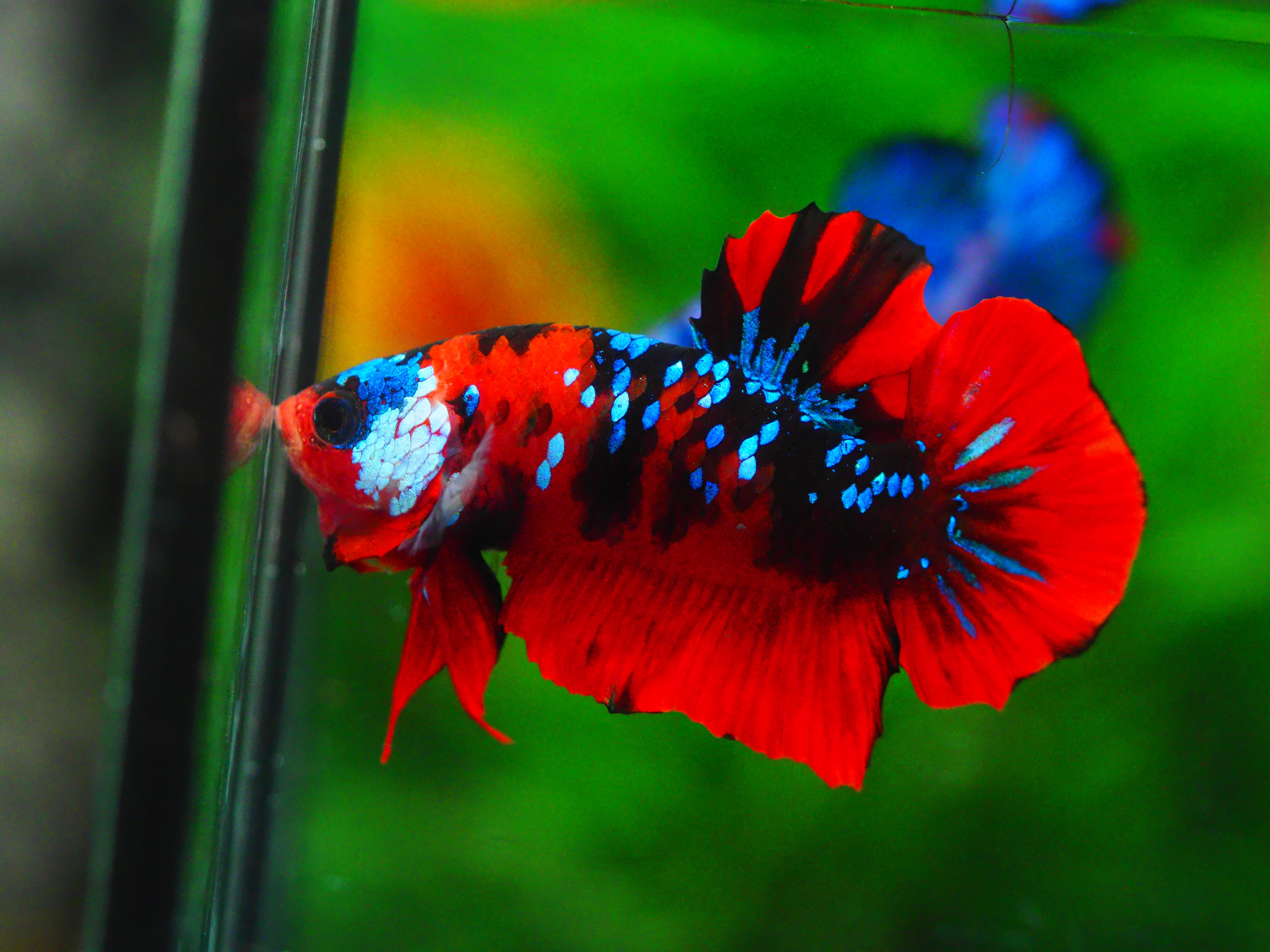 HMPK KOI GALAXY MALE GRADE A +++