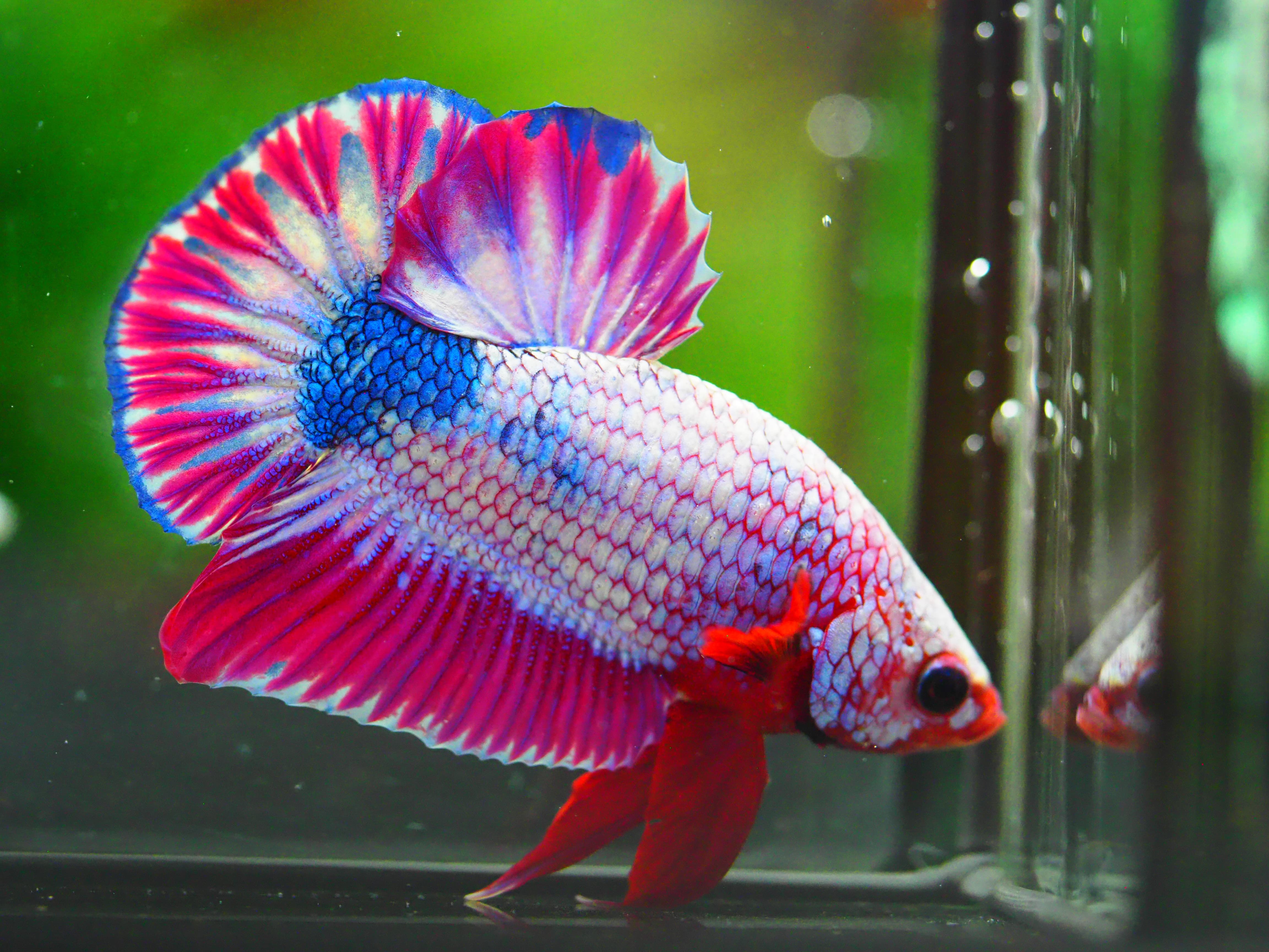 HMPK FANCY MALE GRADE A +++