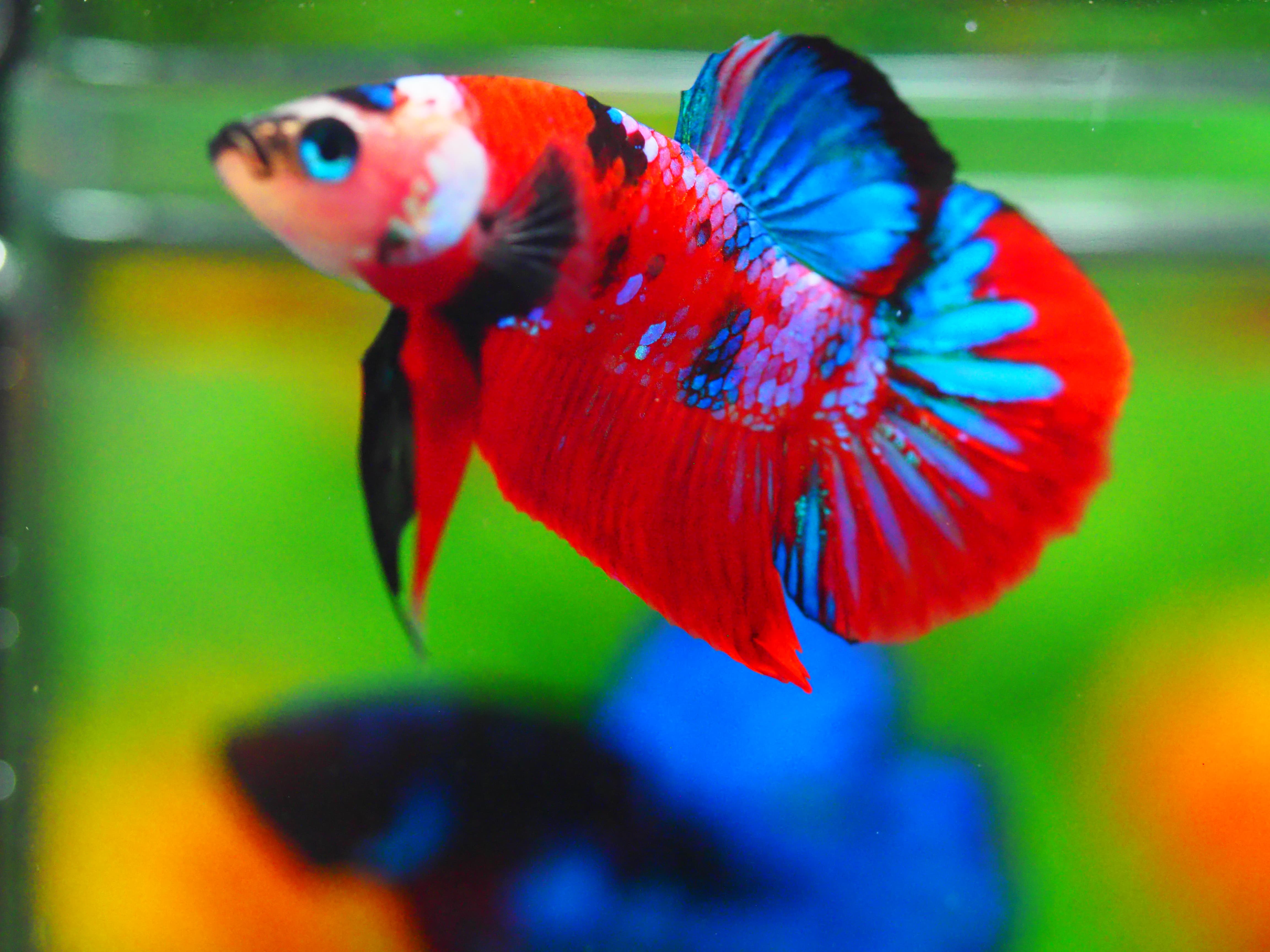 HMPK KOI GALAXY MALE GRADE A +++