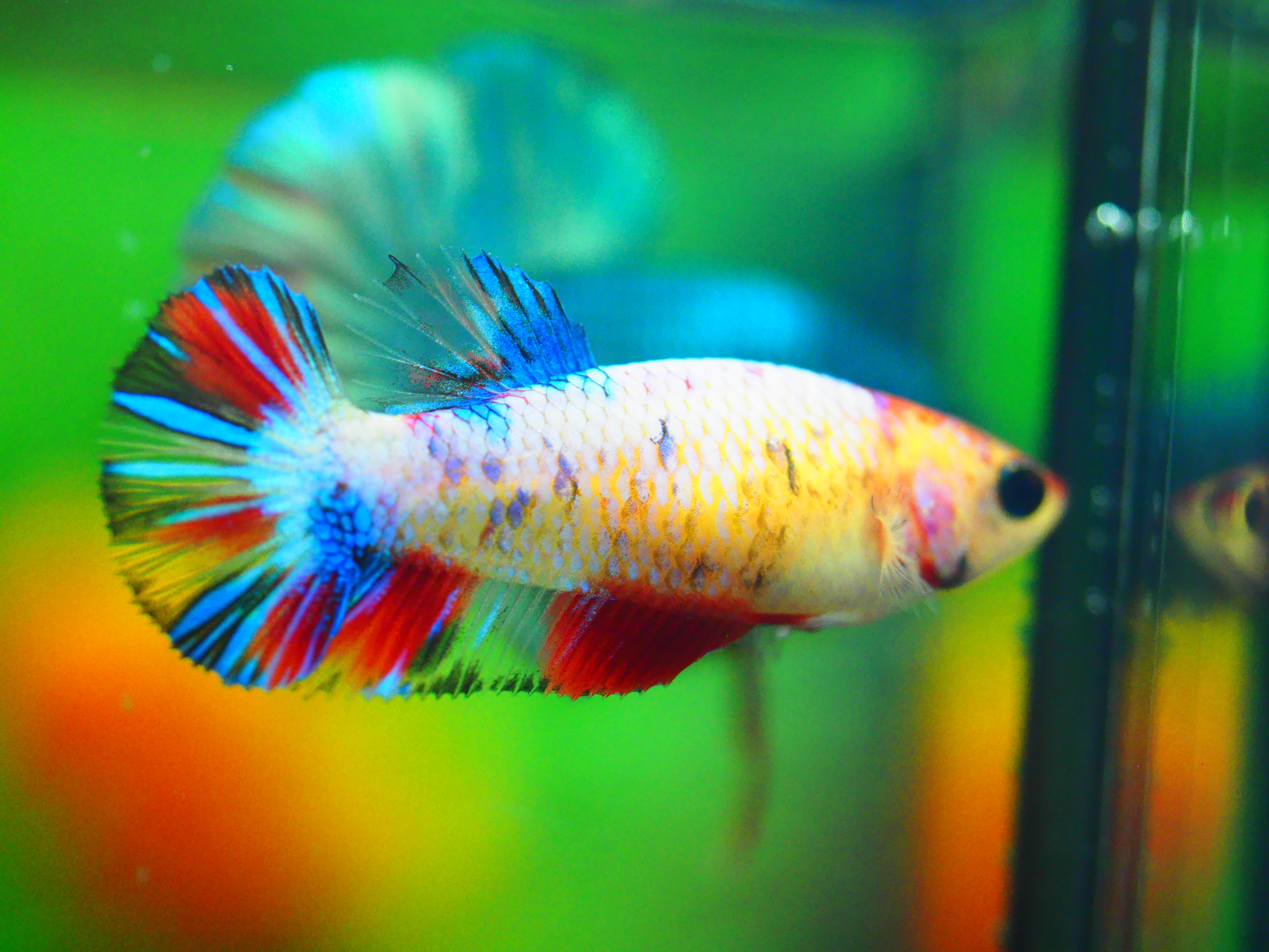 HMPK NEMO GALAXY FNMALE GRADE A +++