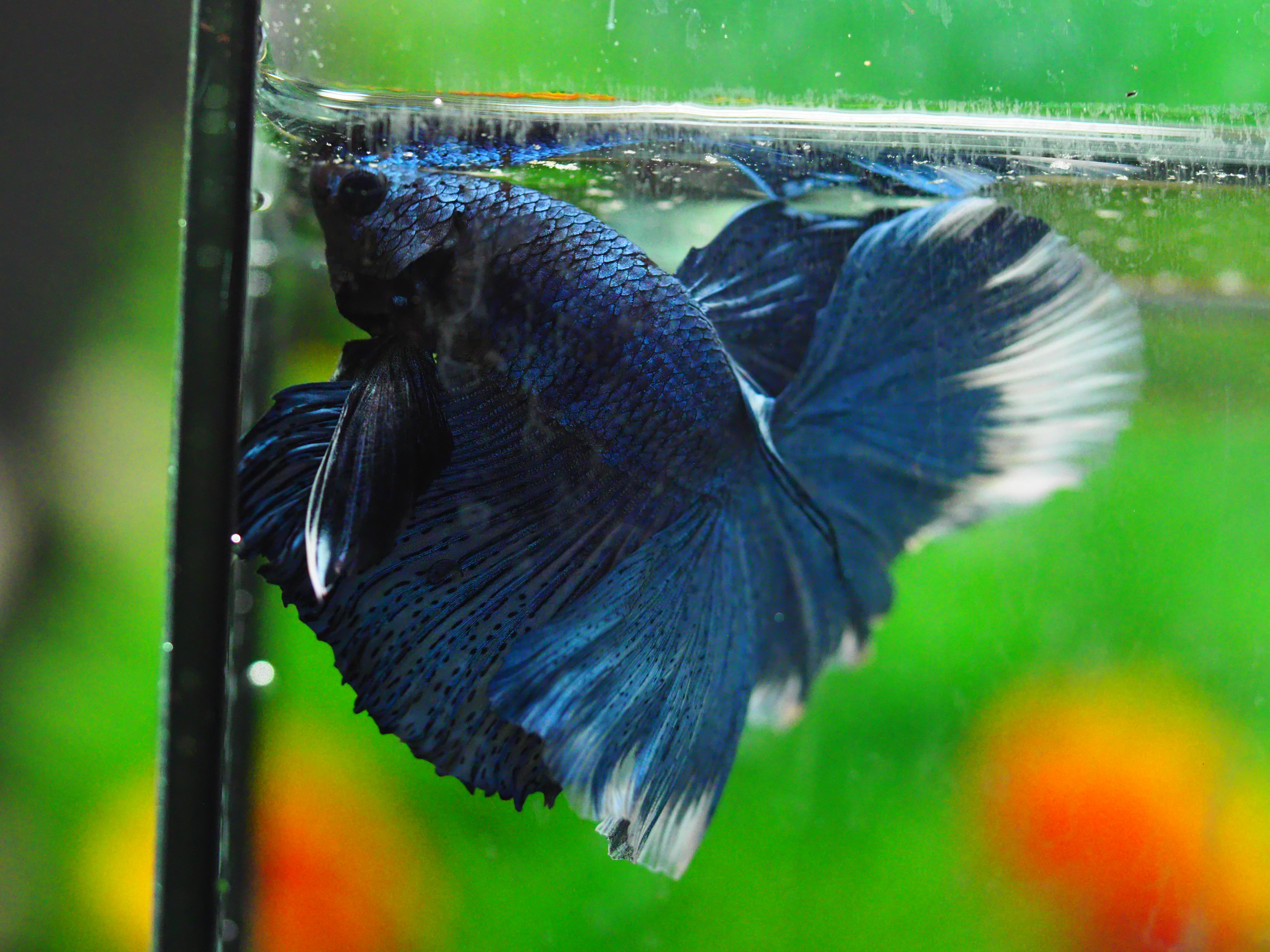 HM FANCY MALE GRADE A +++