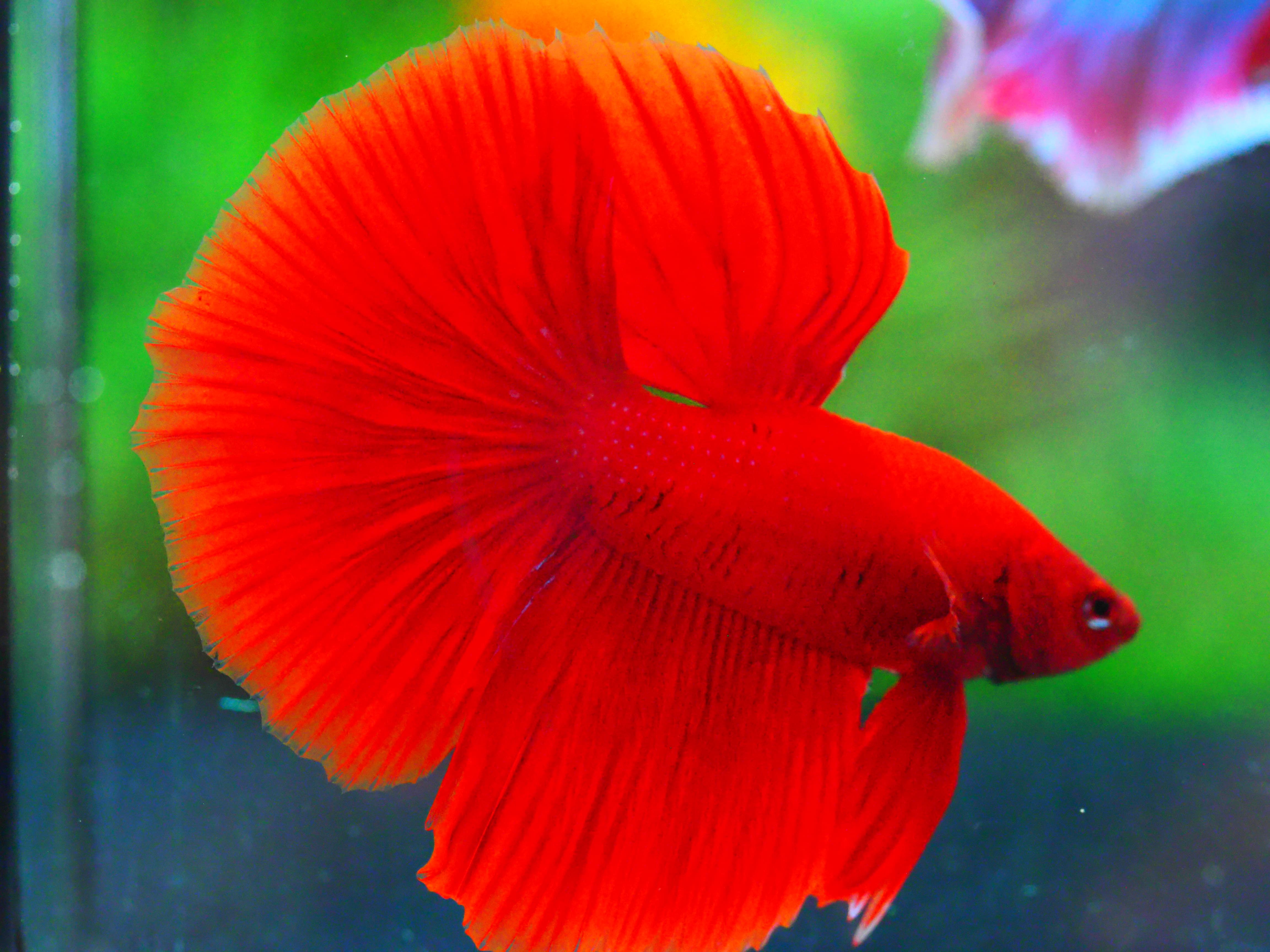 HM RED MALE GRADE A +++