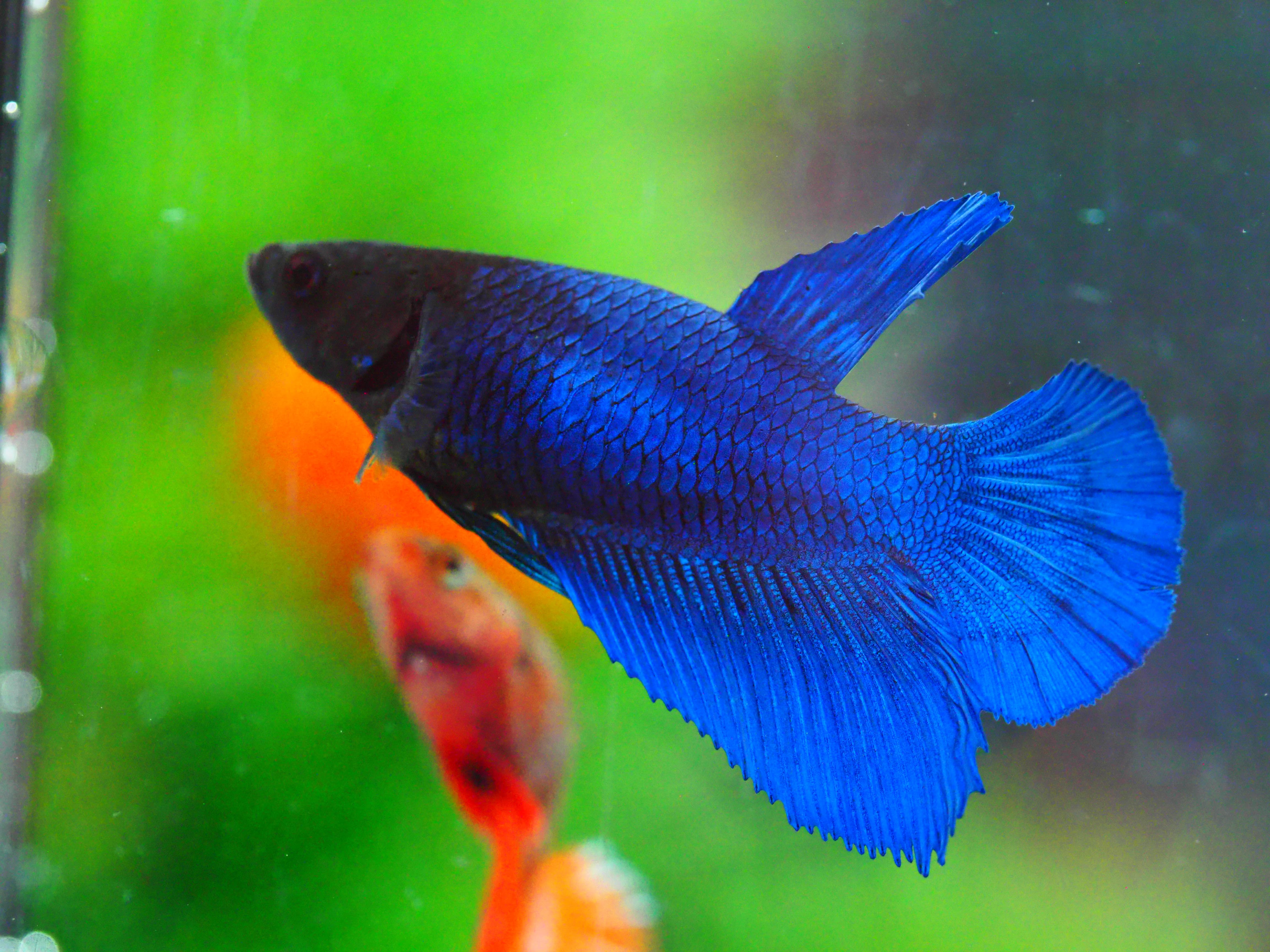 HM FANCY FNMALE GRADE A +++