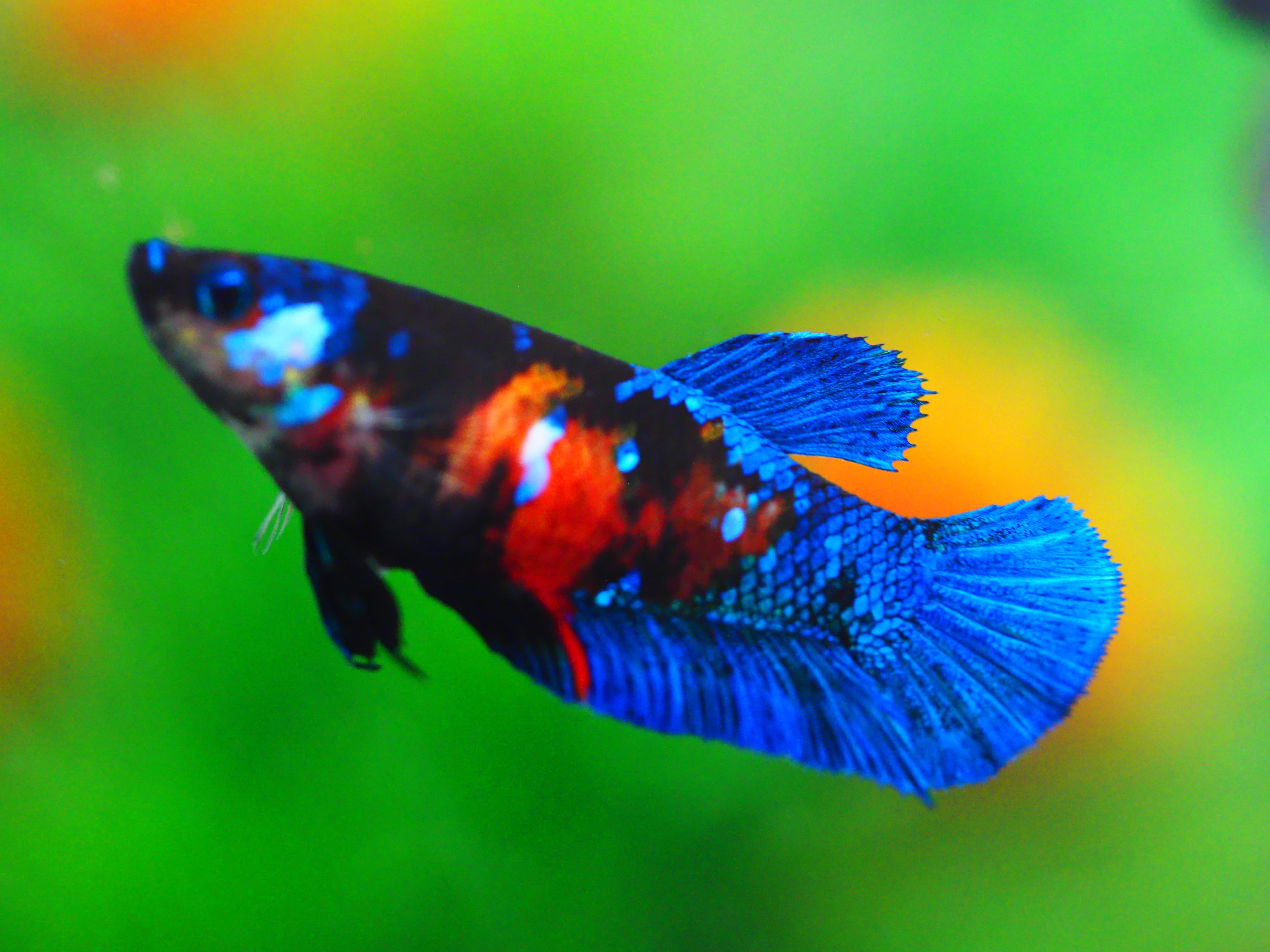 HMPK KOI GLAXY GRADE A++ FEMALE