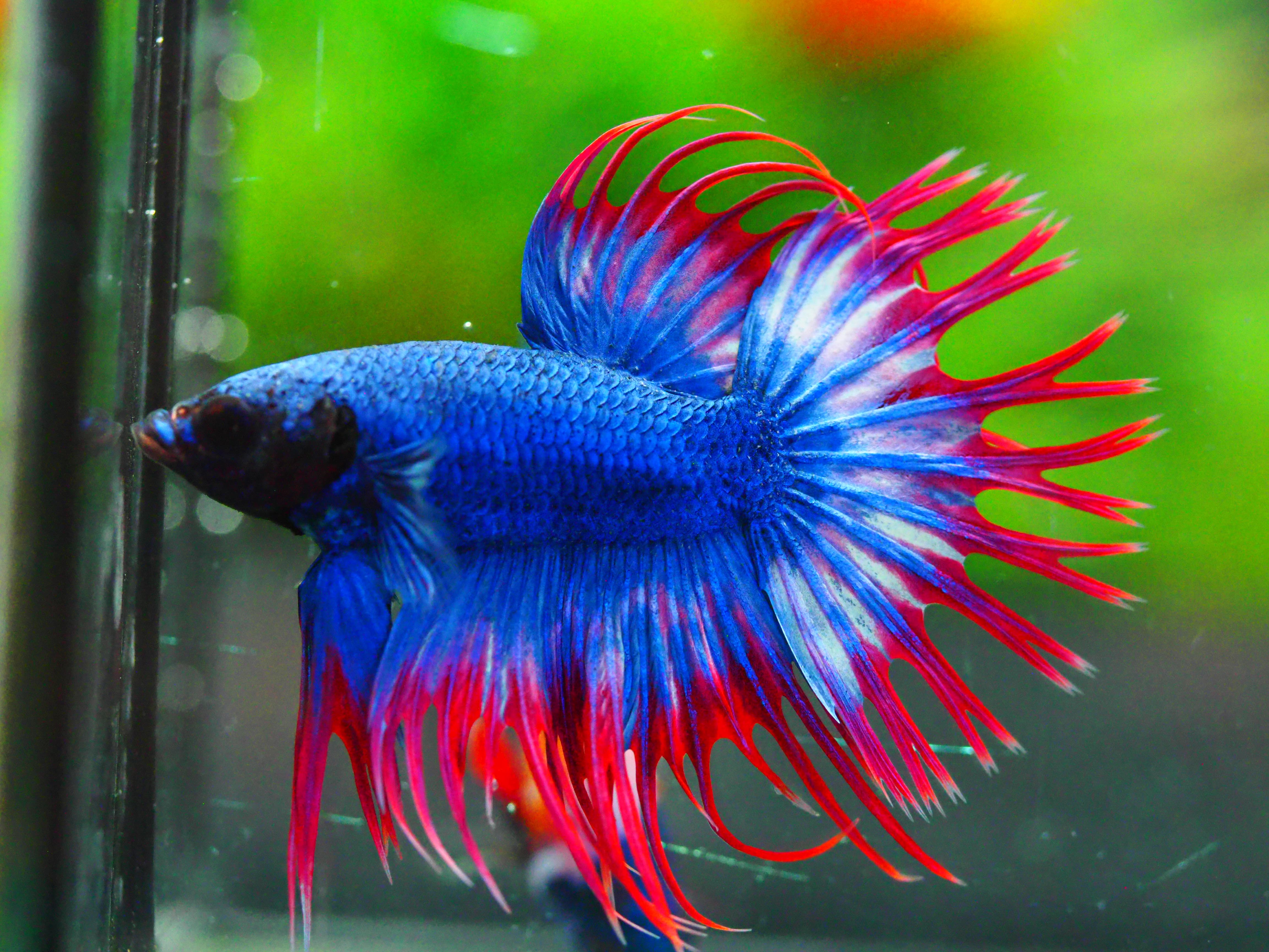 CT FANCY MALE GRADE A +++