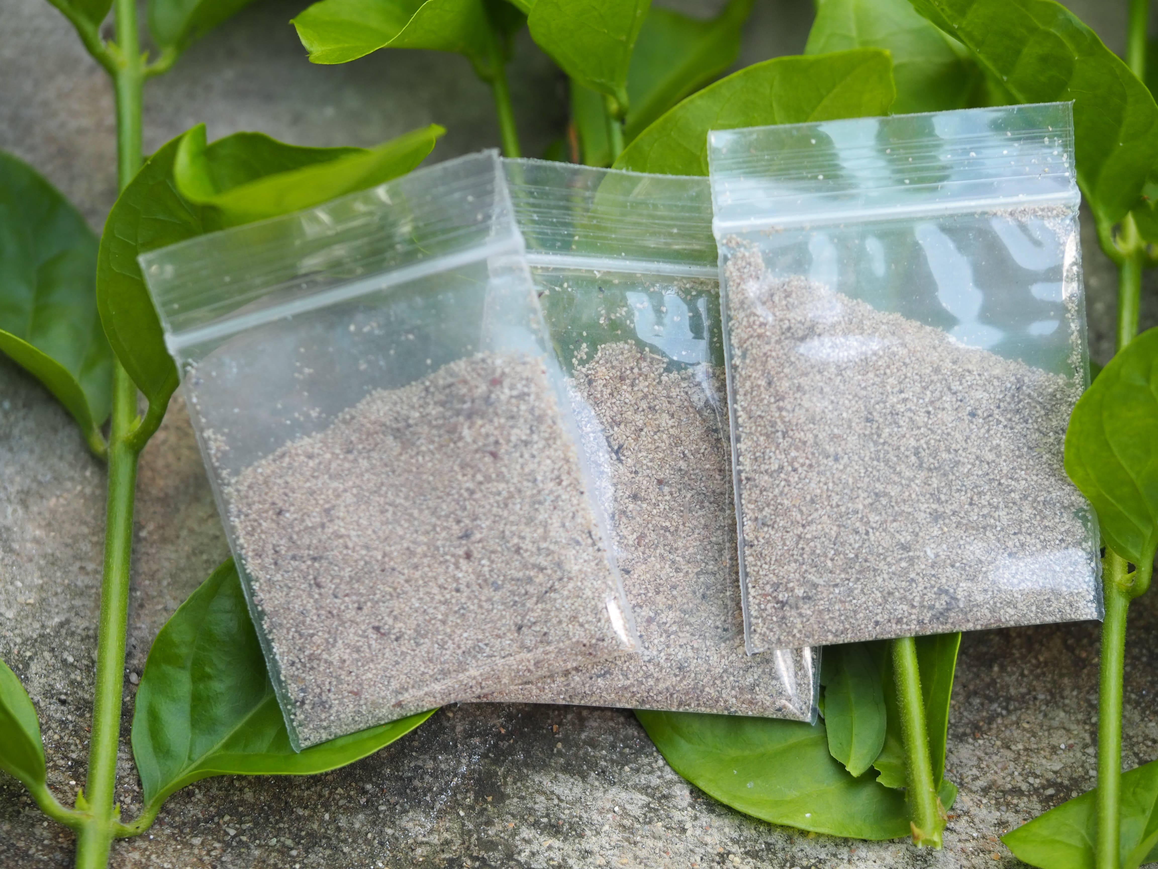 ไข่ไรแดง