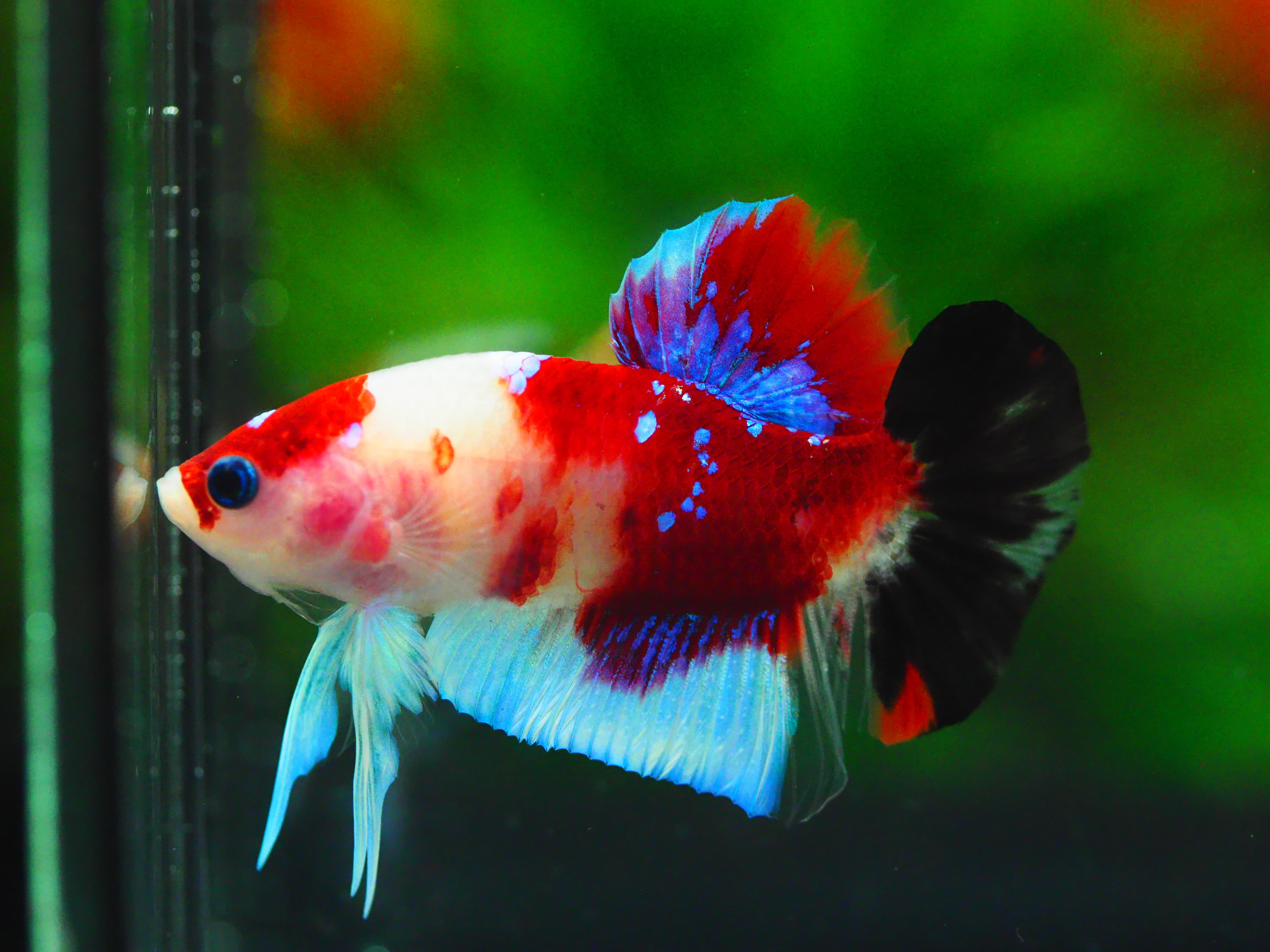 HMPK KOI GALAXY MALE GRADE A +++