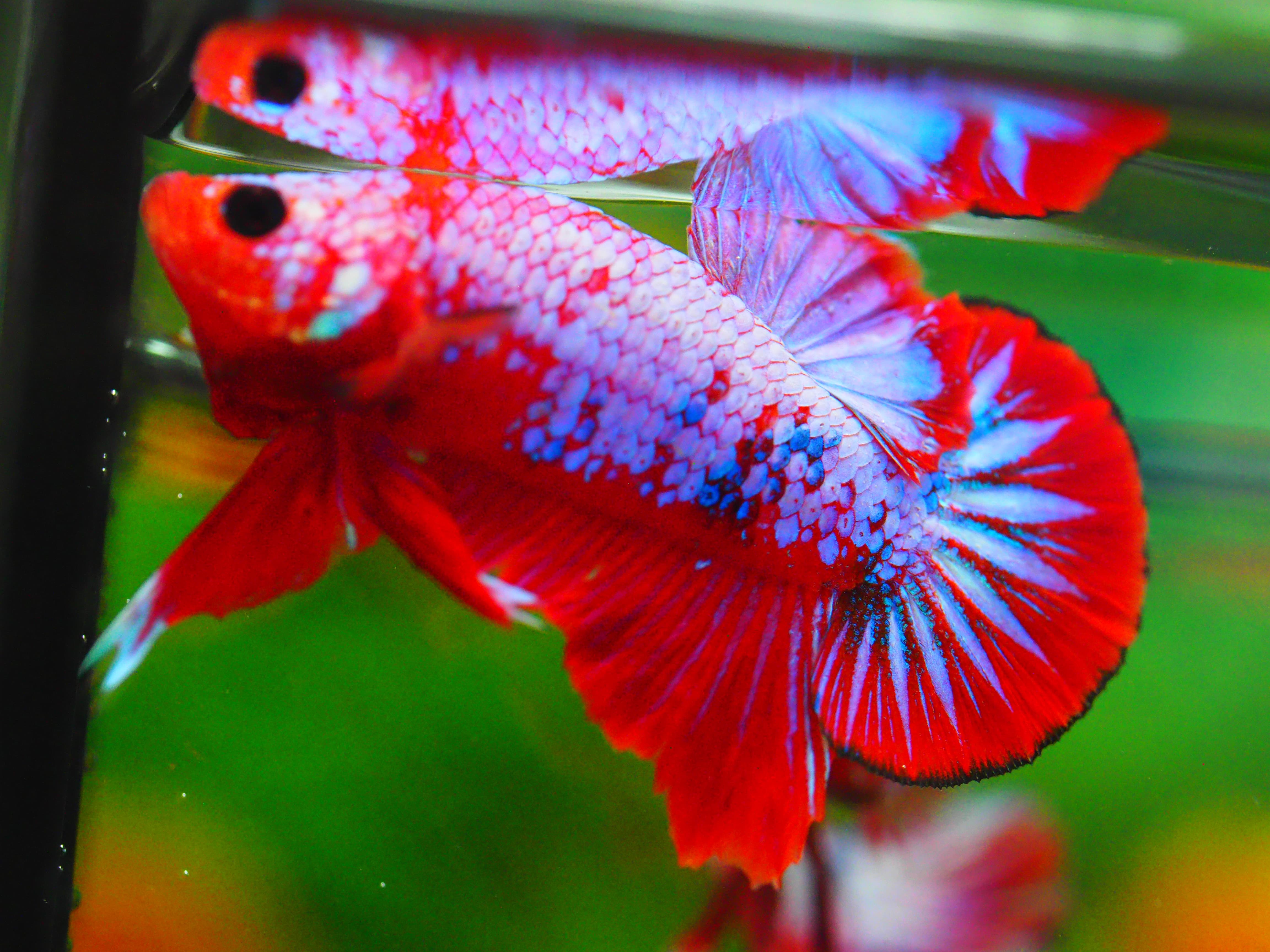 HMPK FANCY MALE GRADE A +++