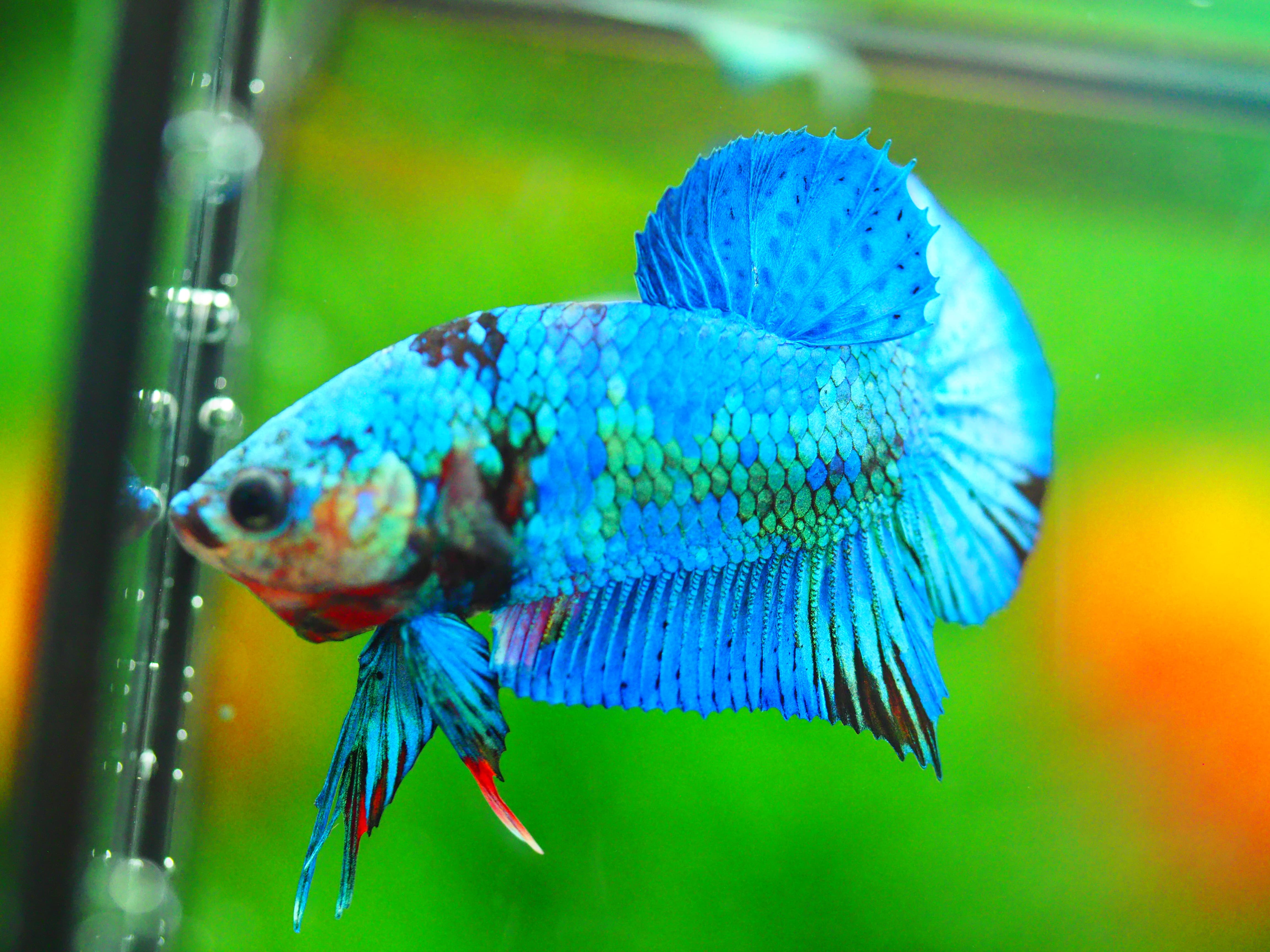 HMPK KOI FANCY MALE GRADE A +++