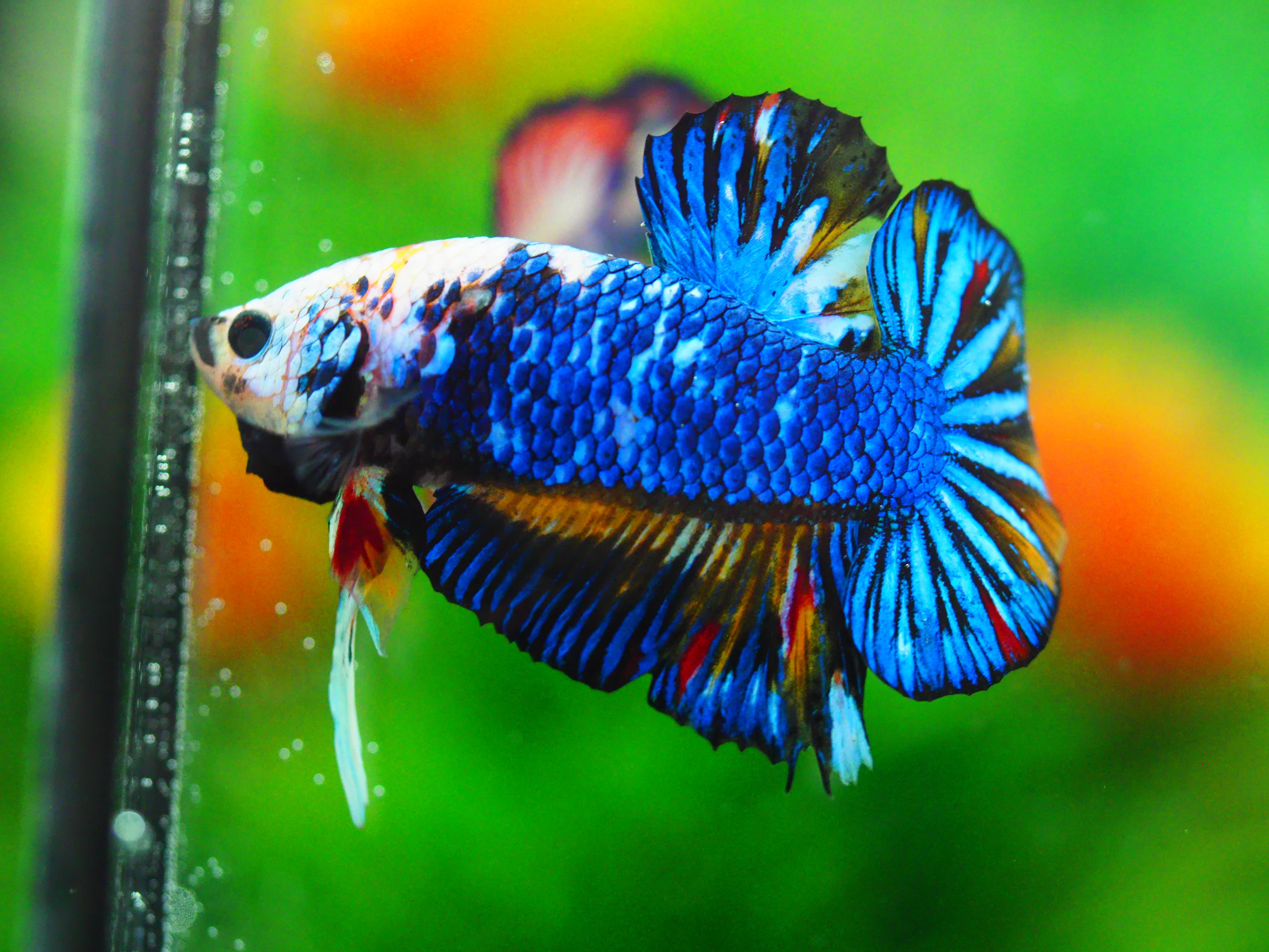 HMPK FANCY MALE GRADE A +++