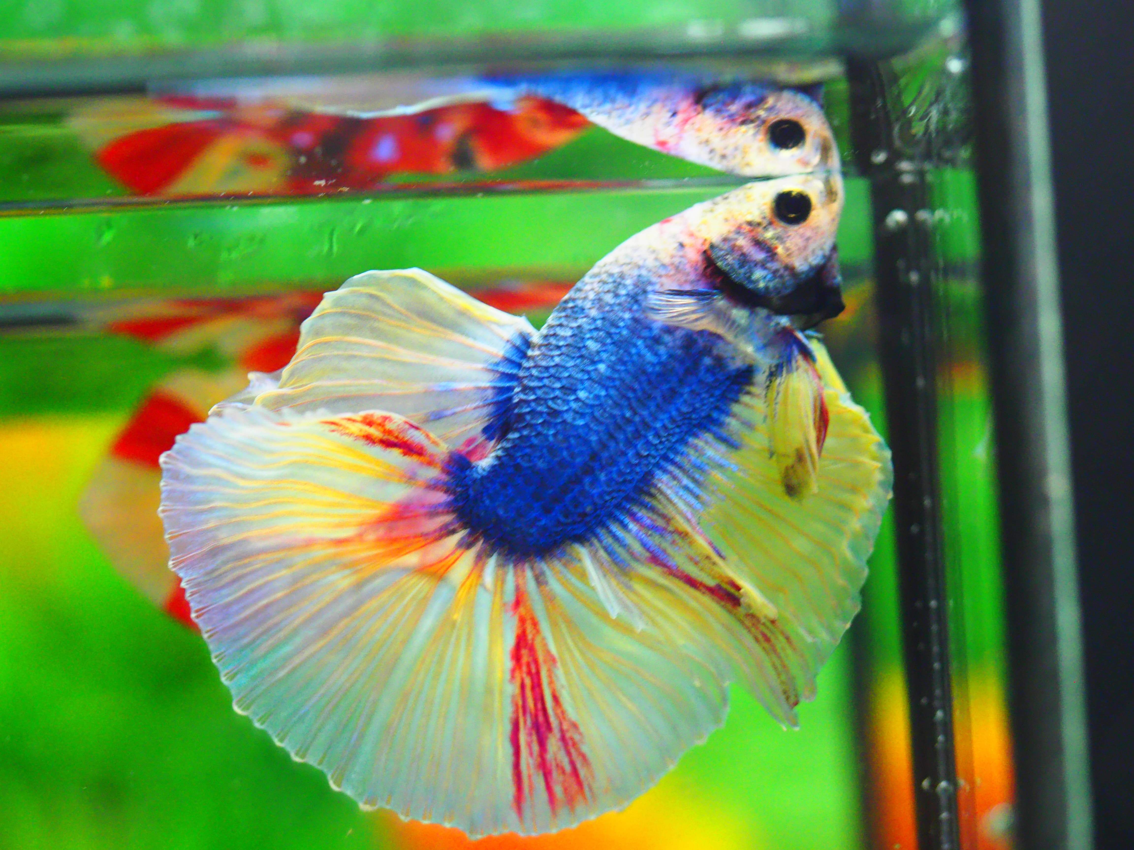 HM FANCY MALE GRADE A++