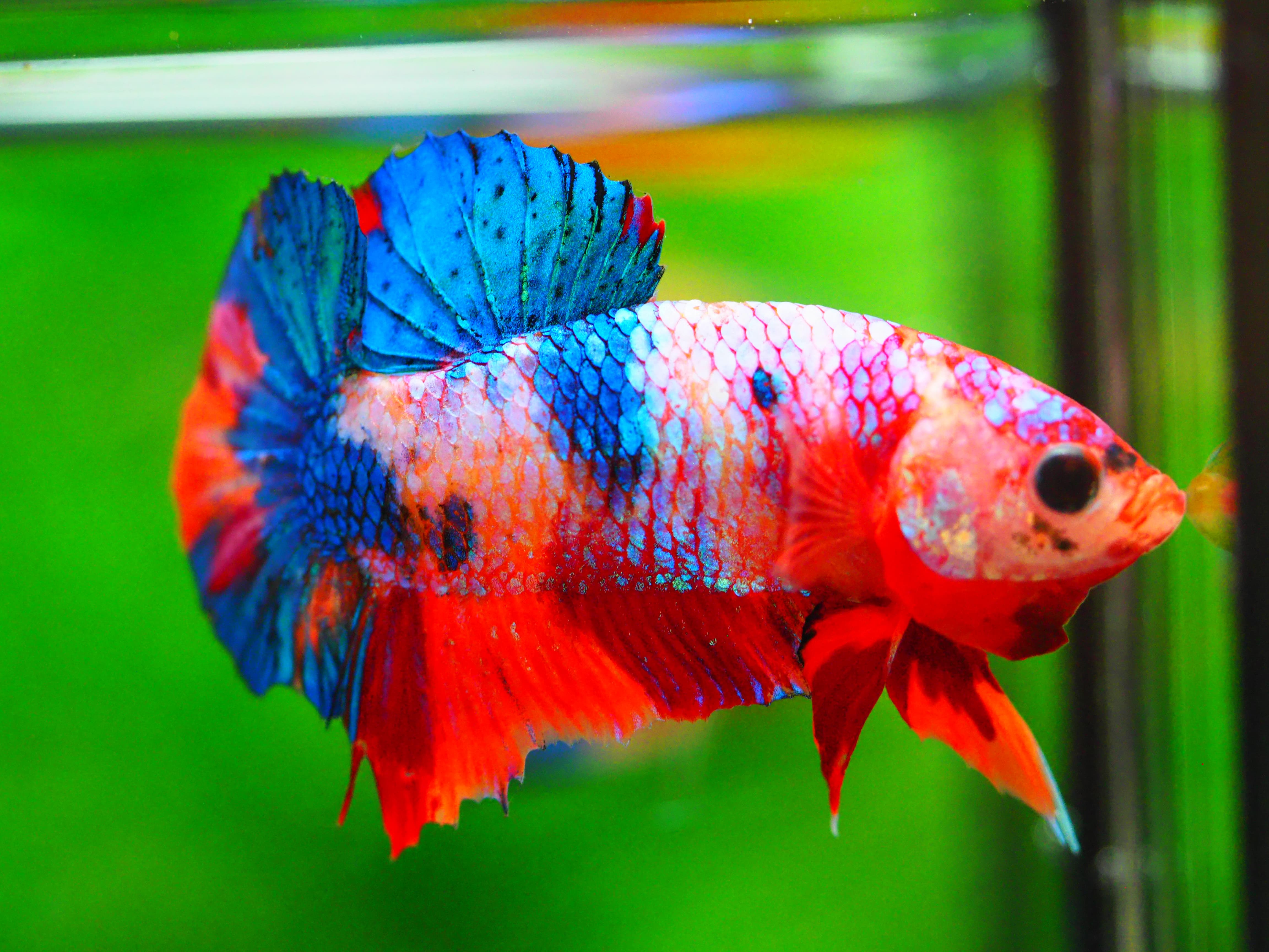 HMPK NEMO GALAXY MALE GRADE A +++