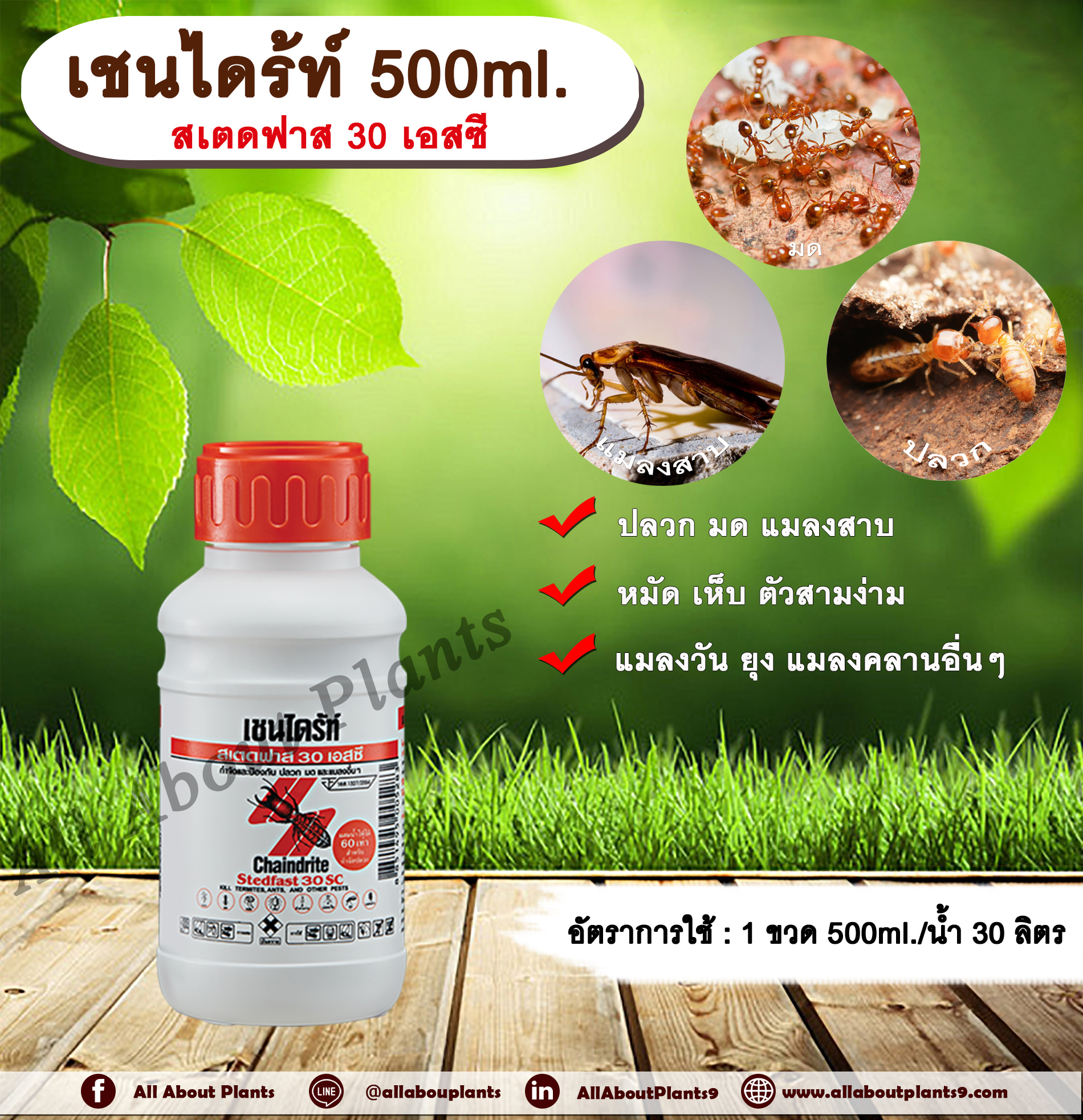 เชนไดร้ท์ 500ml. สเตดฟาส 30 เอสซี ไบเฟนทริน กำจัดปลวก มด แมลงสาบ หมัด เห็บ ตัวสามง่าม แมลงวัน ยุง แมลงคลานอื่นๆ allaboutplants ชิ้น