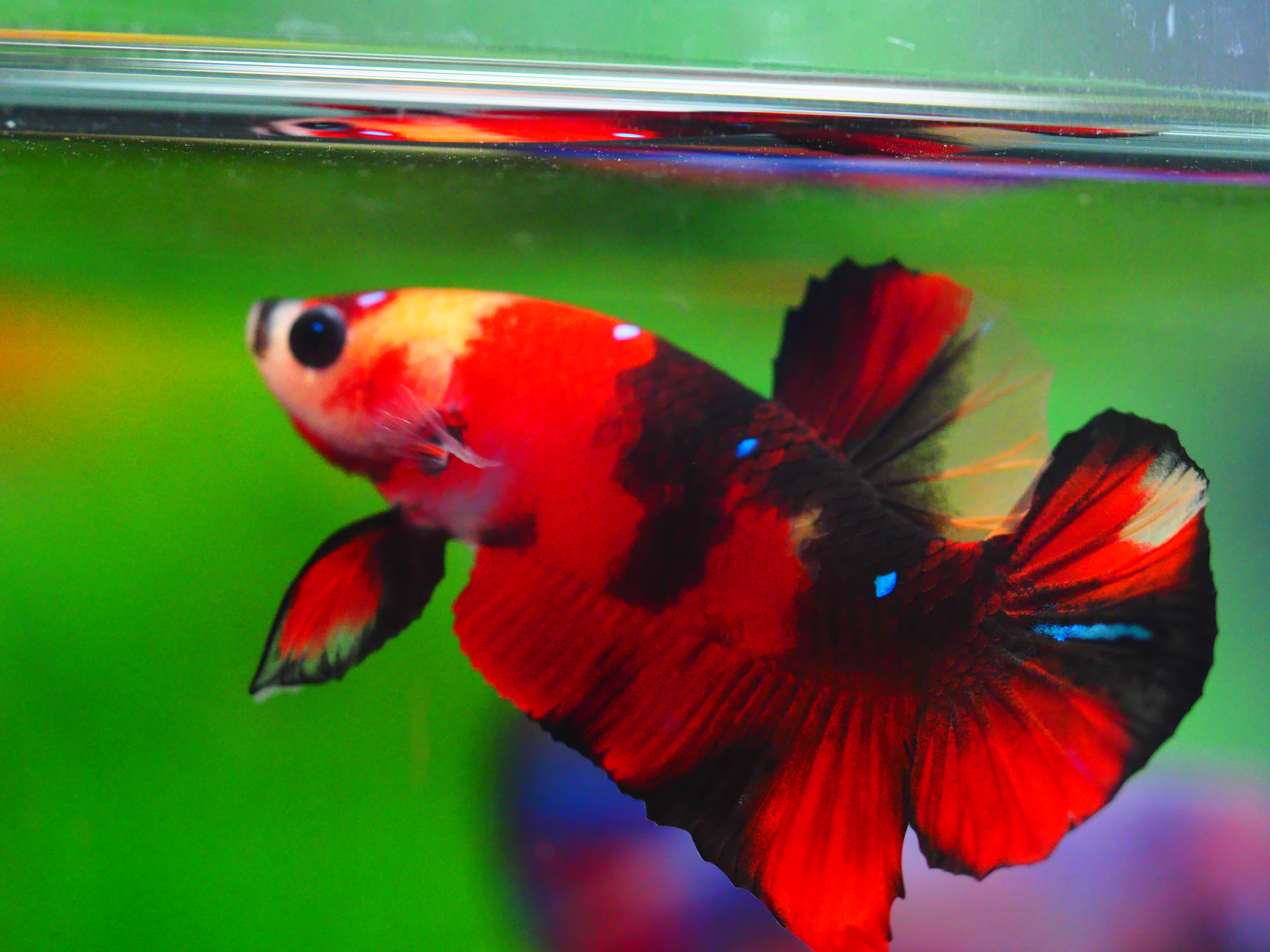 HMPK KOI GALAXY MALE GRADE A +++