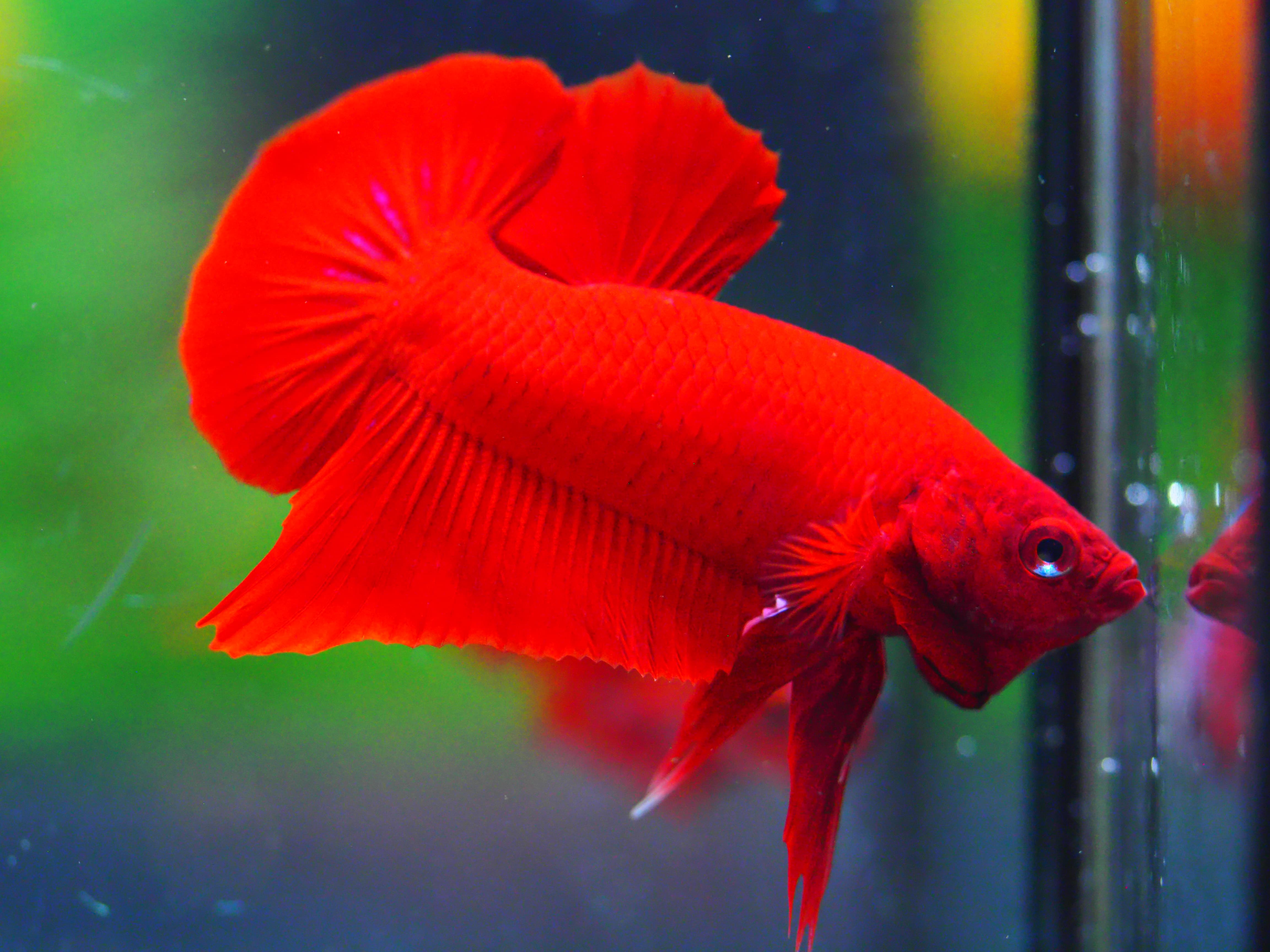 HMPK RED MALE GRADE A +++