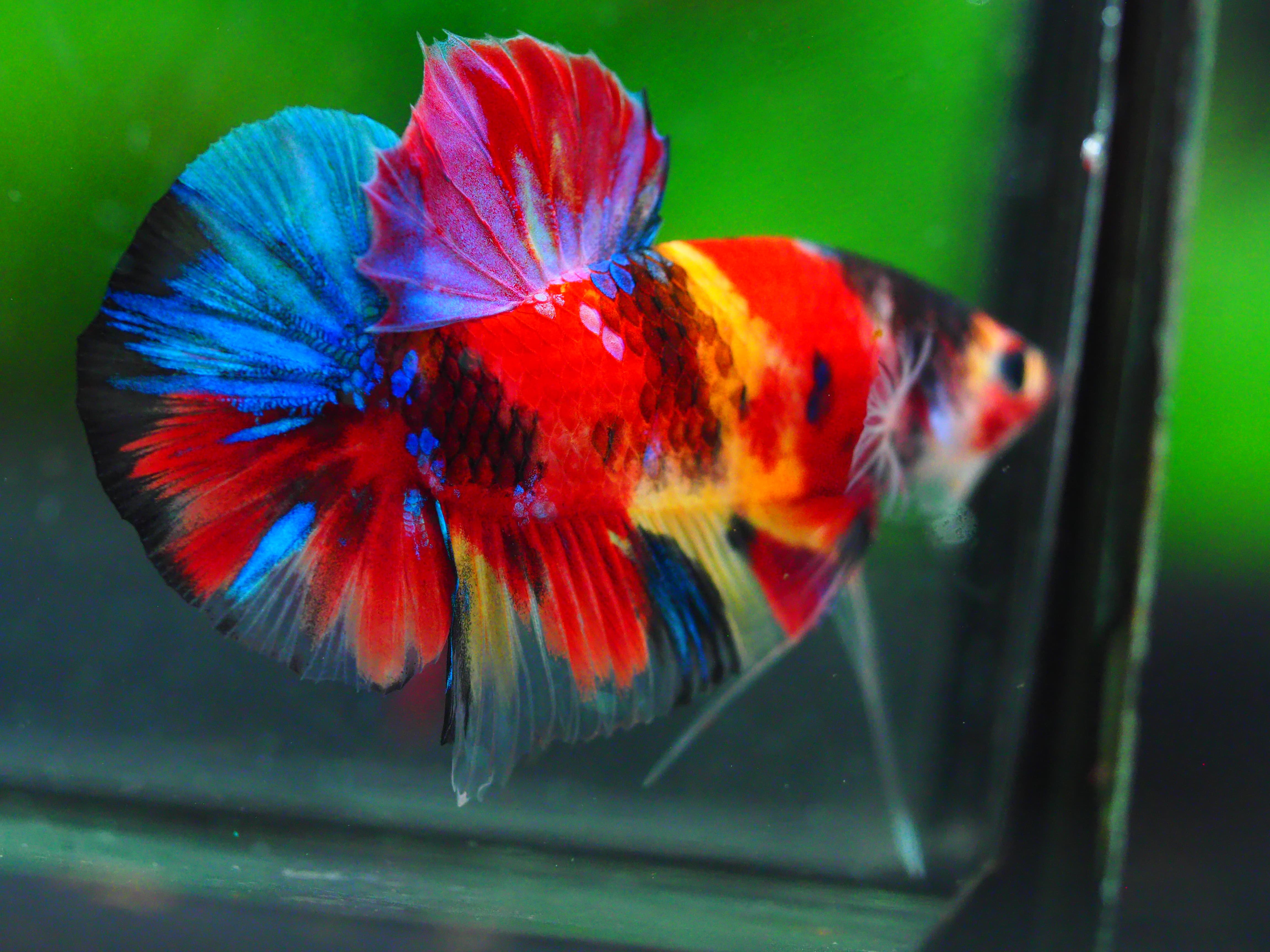 HMPK NEMO GALAXY MALE GRADE A +++