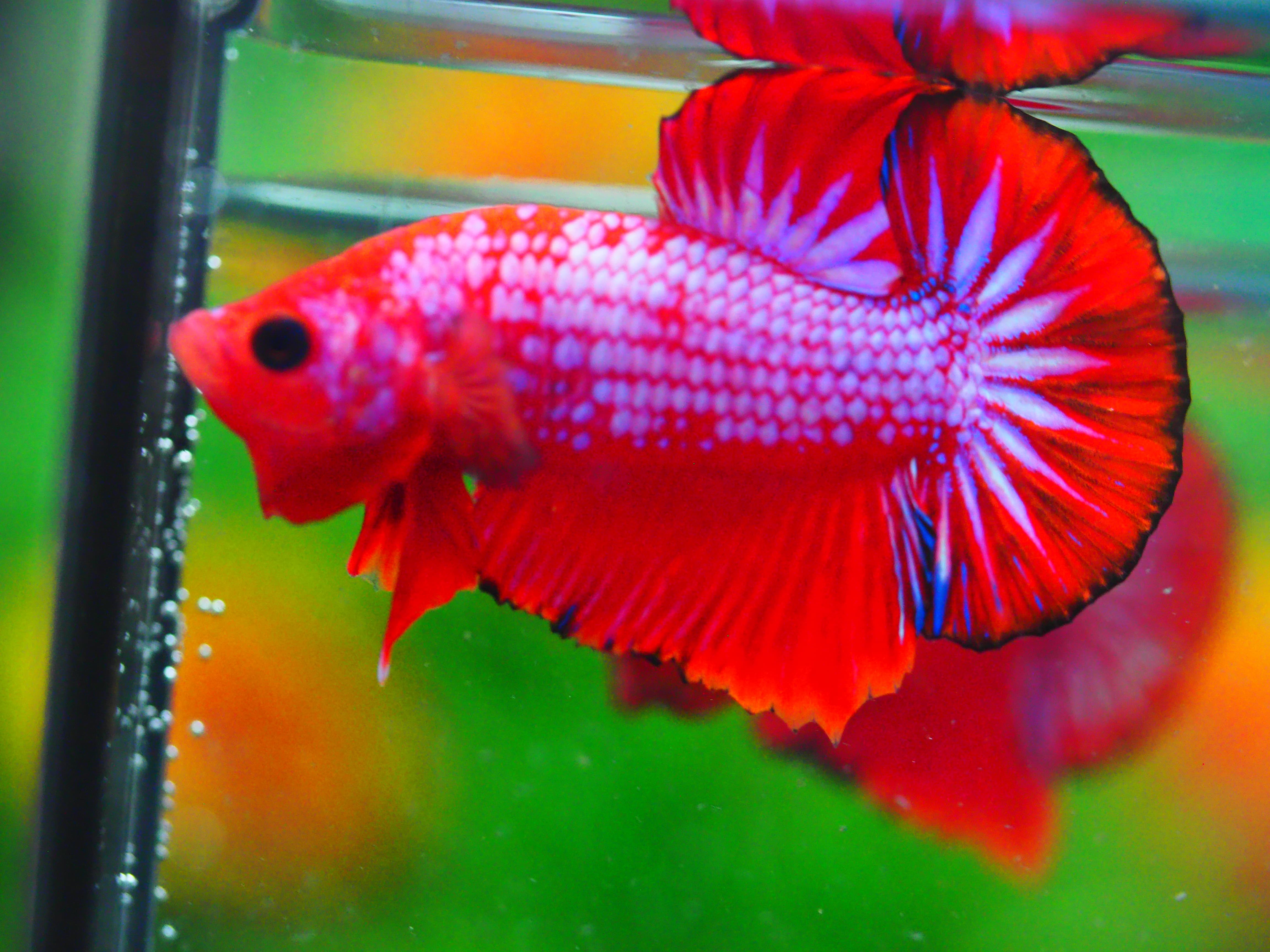 HMPK FANCY MALE GRADE A +++