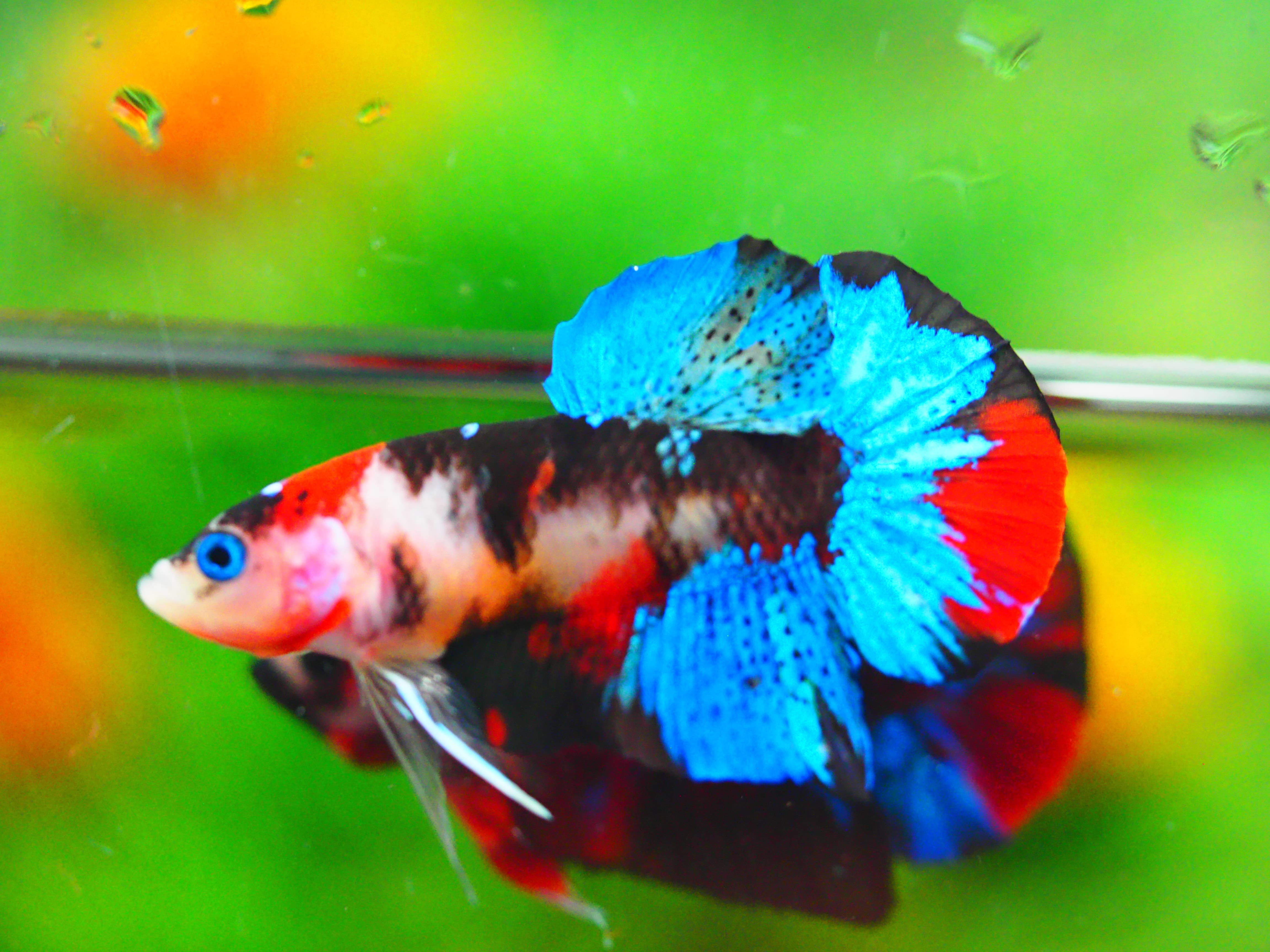 HMPK KOI GALAXY MALE GRADE A +++