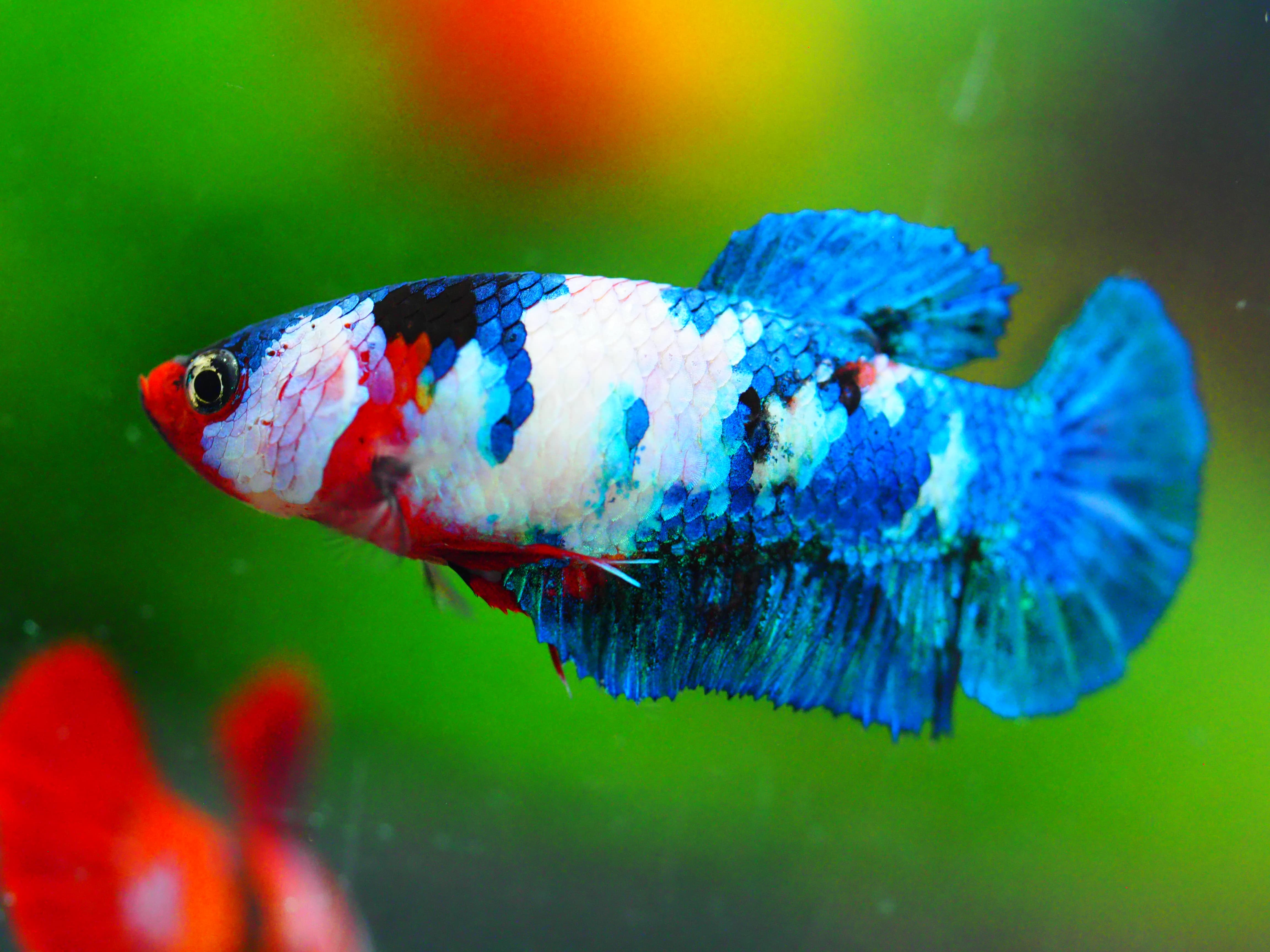 HMPK KOI FANCY FNMALE GRADE A +++