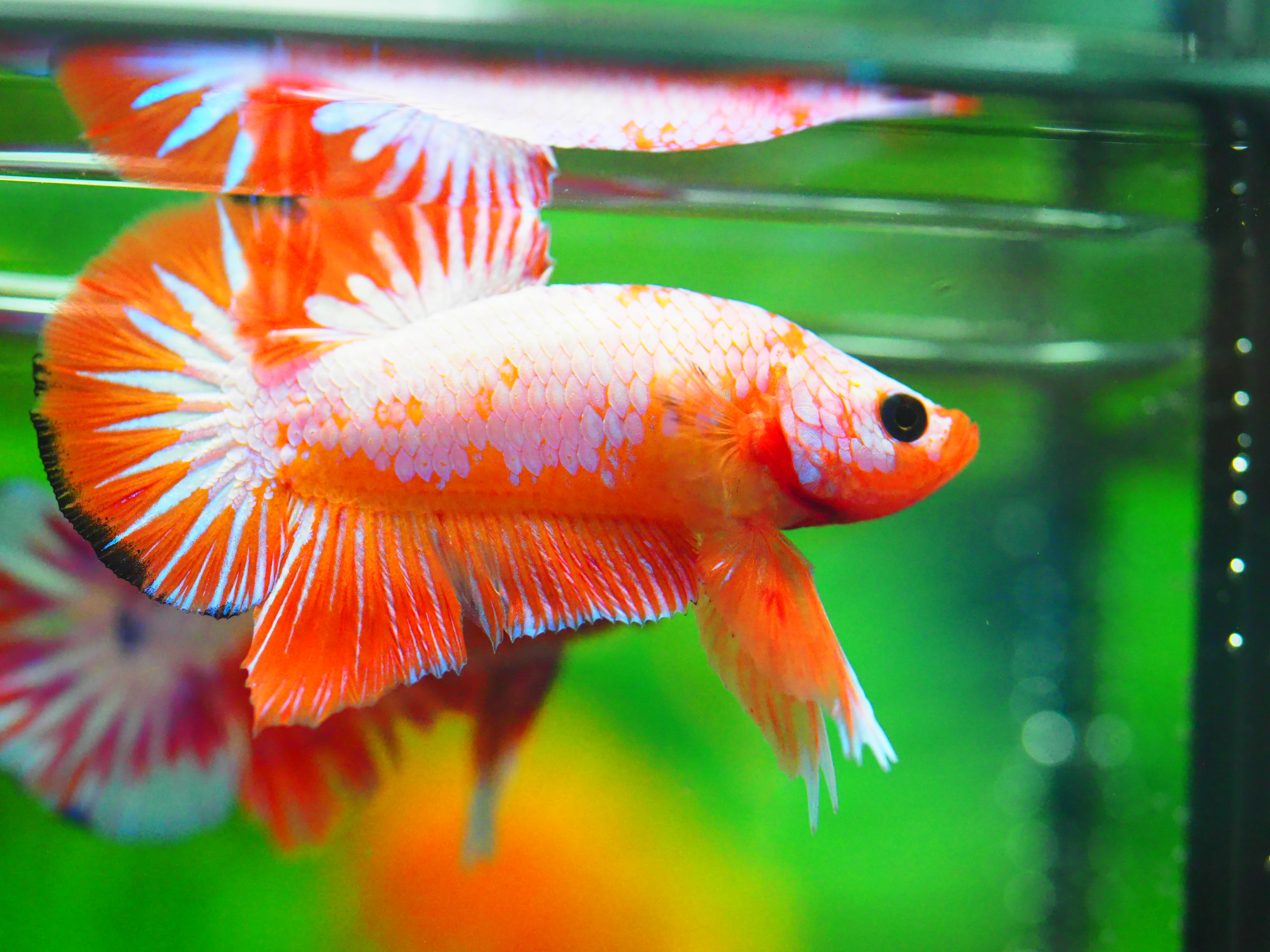 HMPK FANCY MALE GRADE A +++