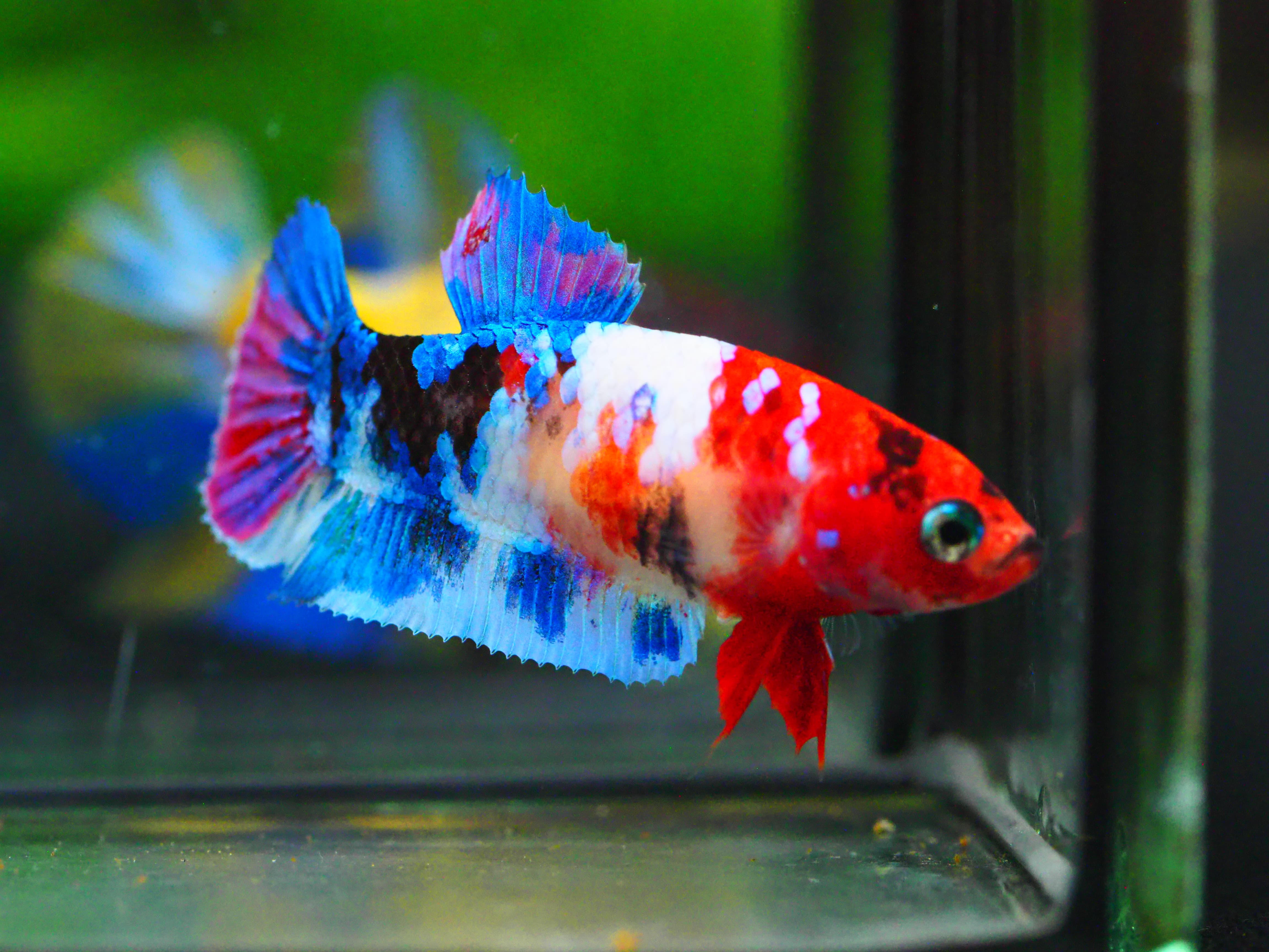 HMPK NEMO GALAXY FNMALE GRADE A +++