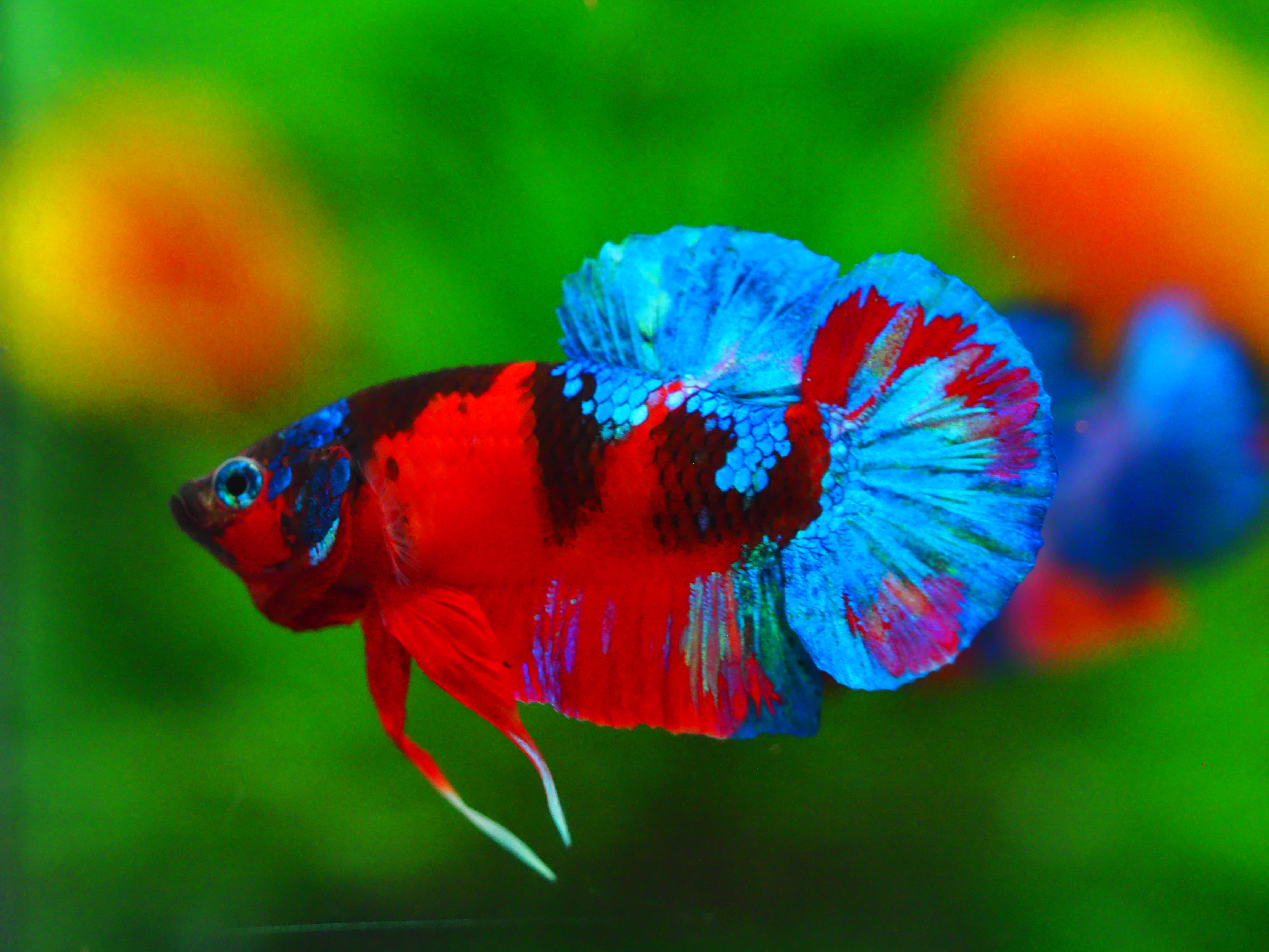 HMPK KOI GALAXY MALE GRADE A +++