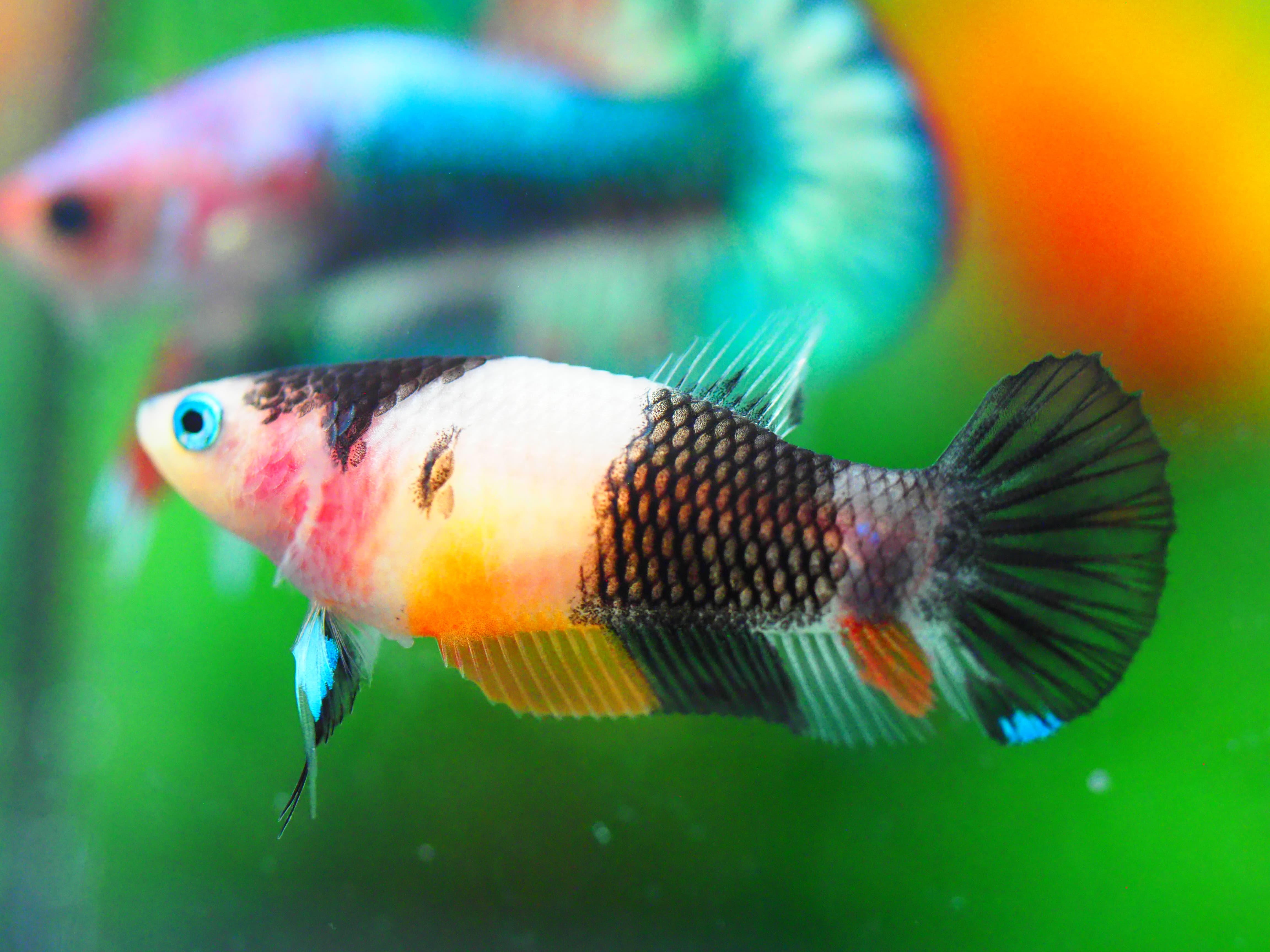 HMPK KOI GALAXY FNMALE GRADE A +++