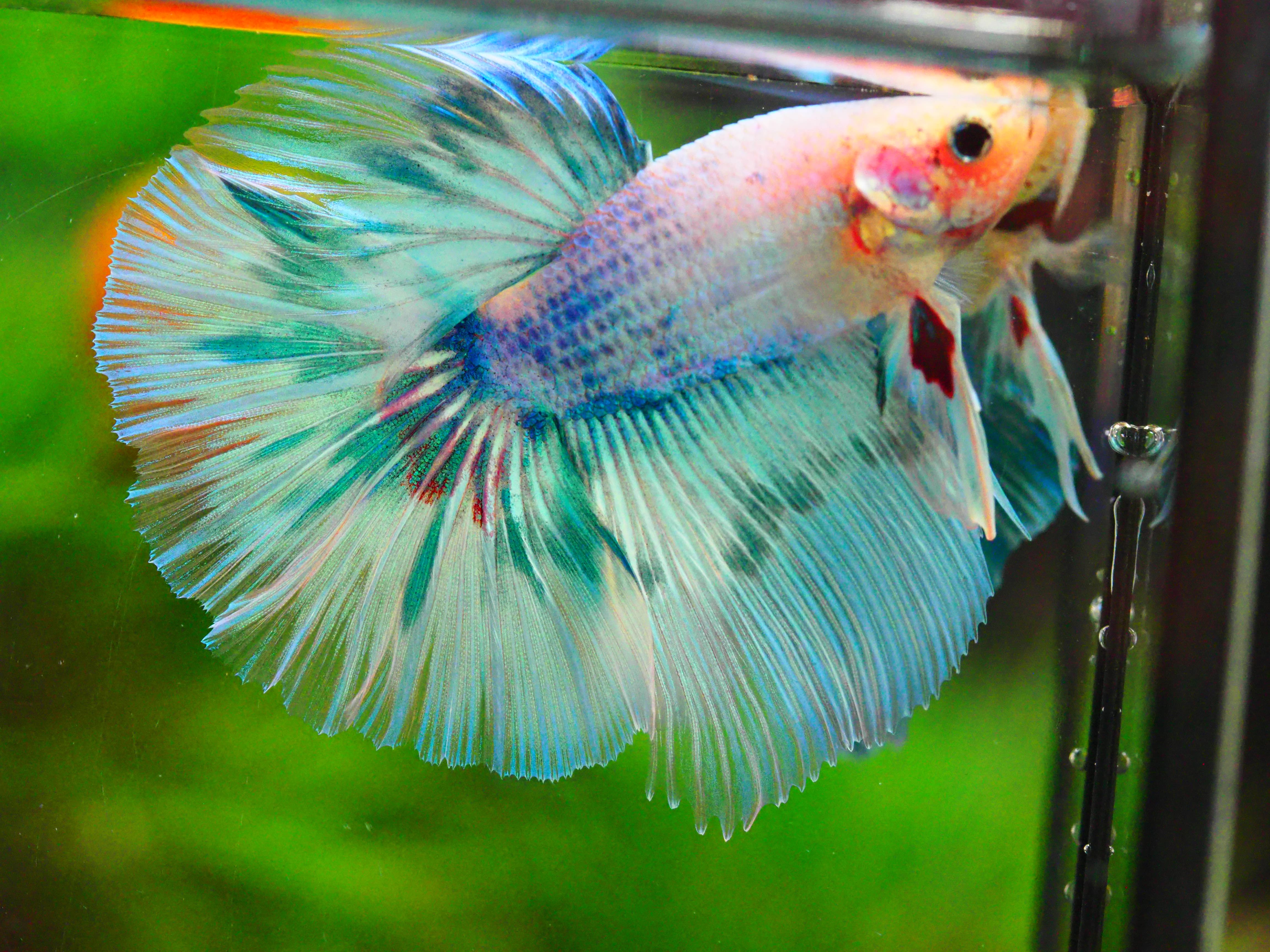 HM FANCY MALE GRADE A +++