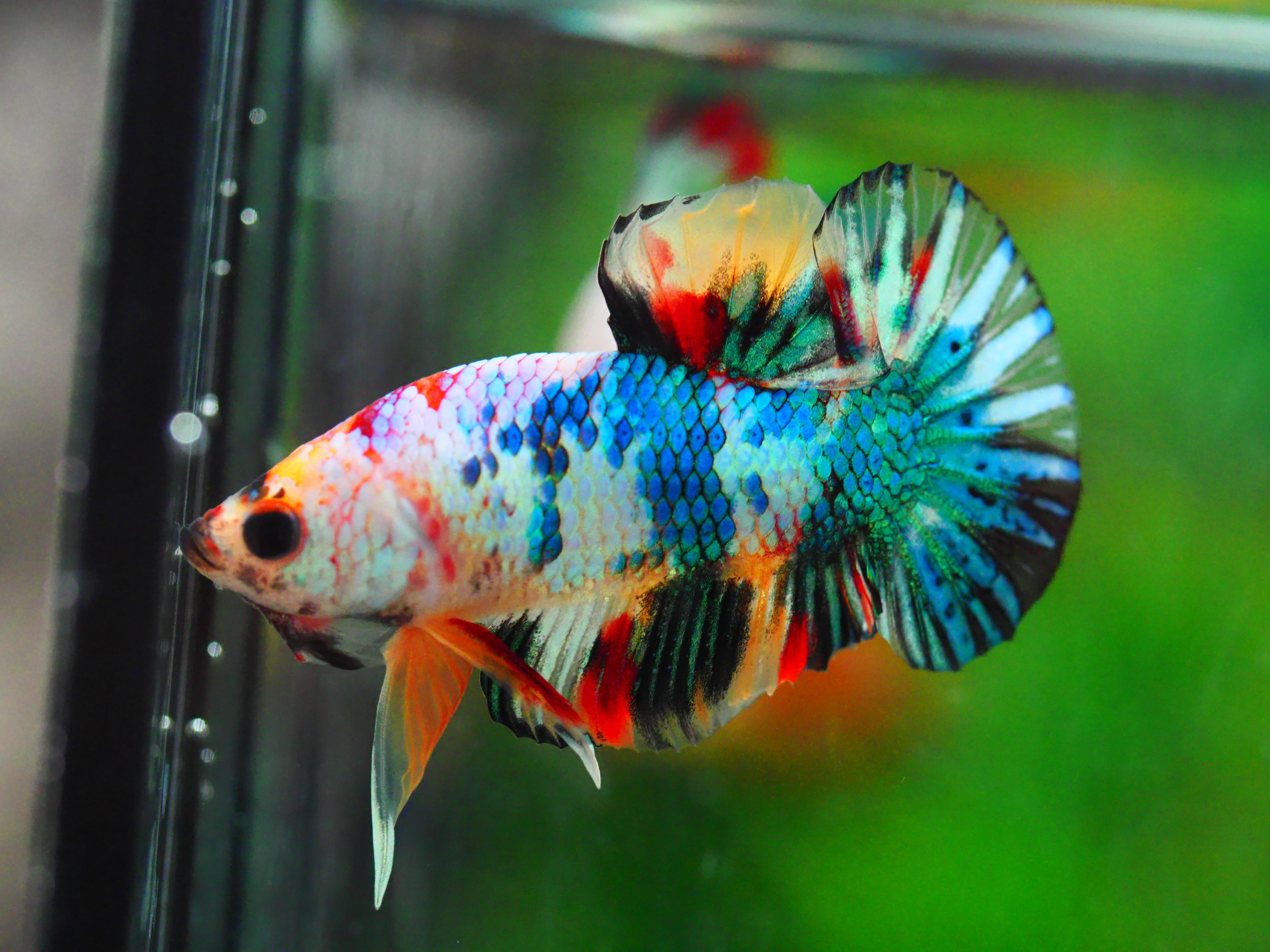 HMPK KOI GALAXY MALE GRADE A +++