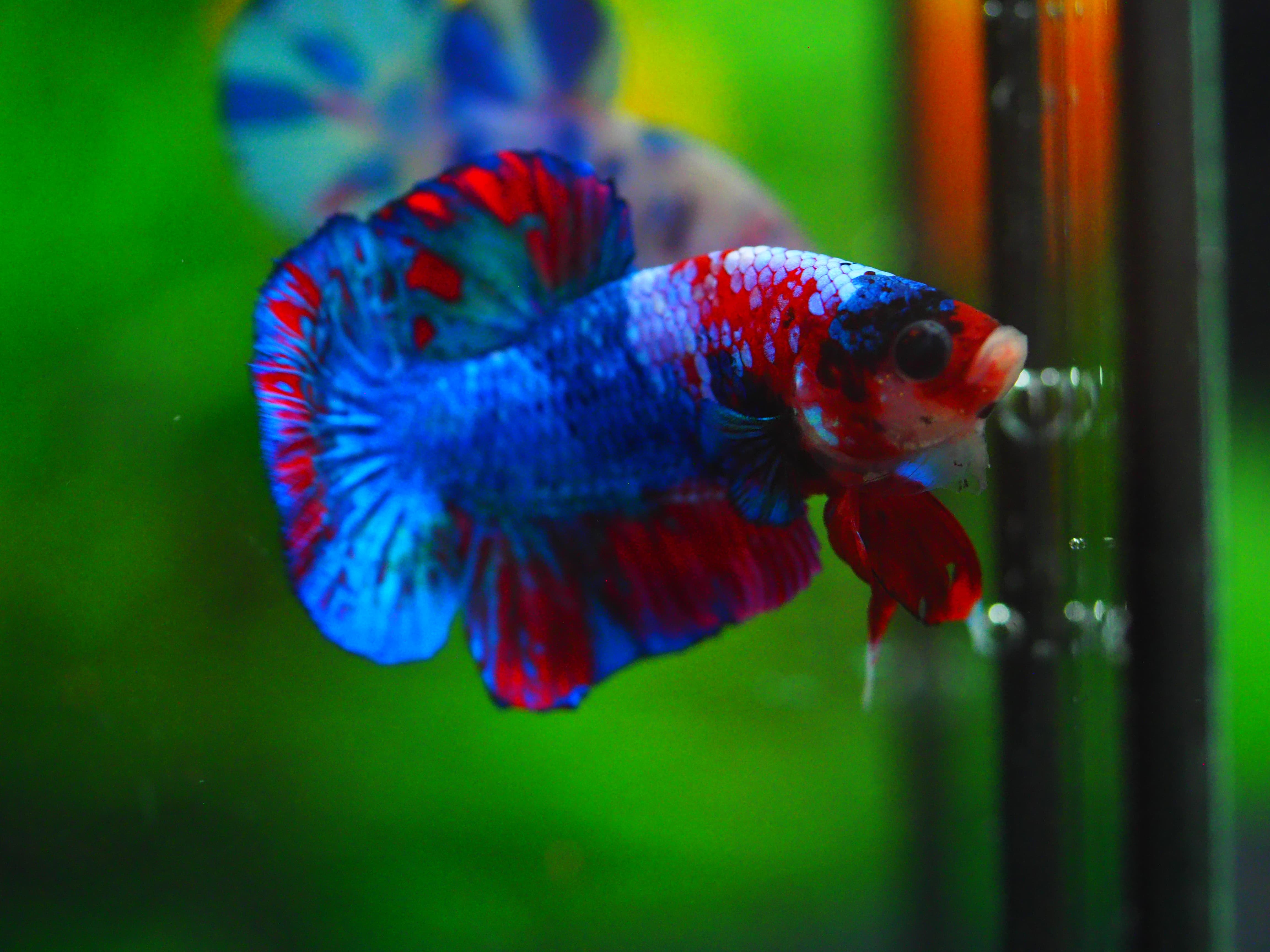 HMPK KOI GALAXY MALE GRADE A++