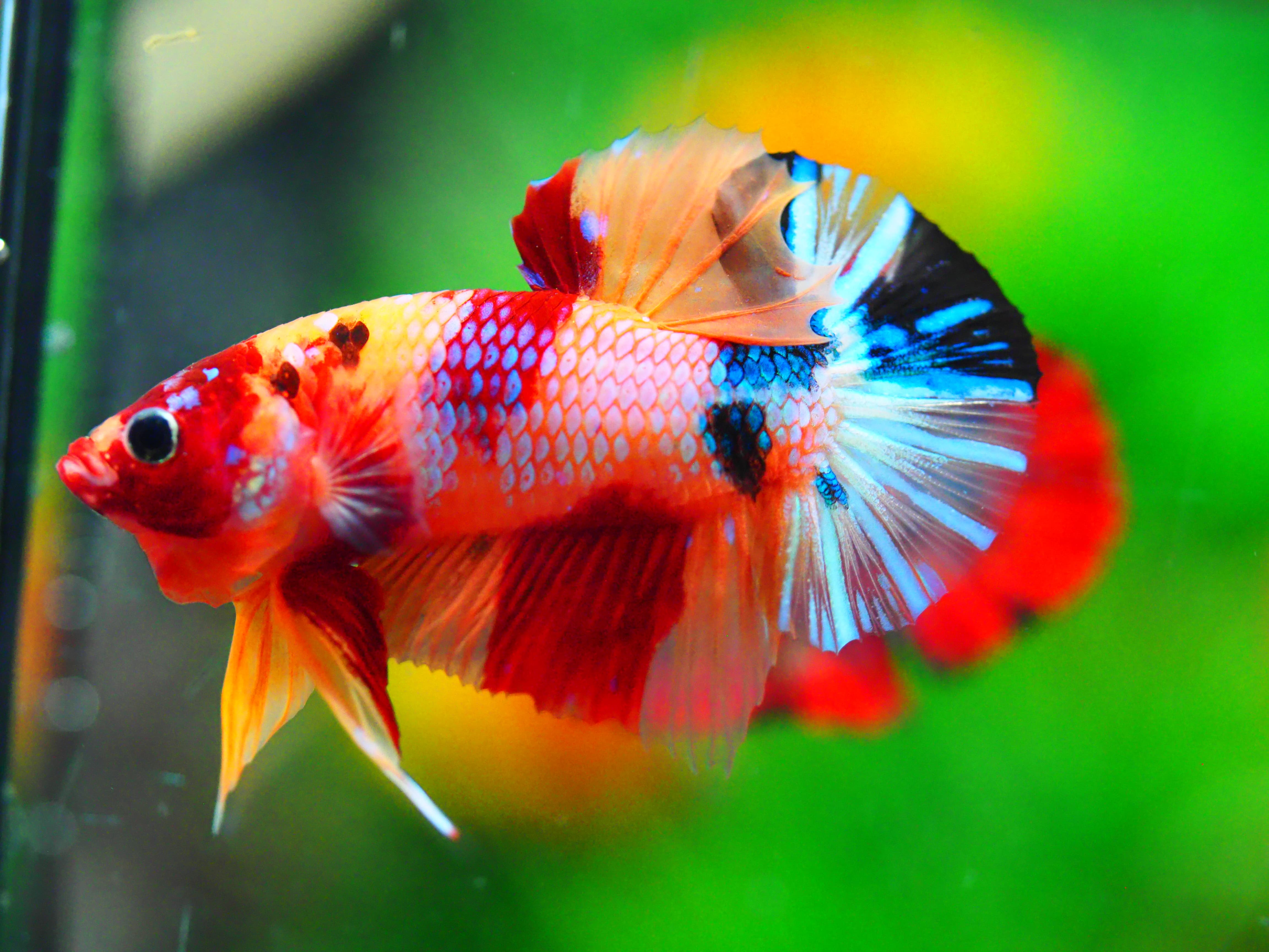 HMPK NEMO GALAXY MALE GRADE A +++