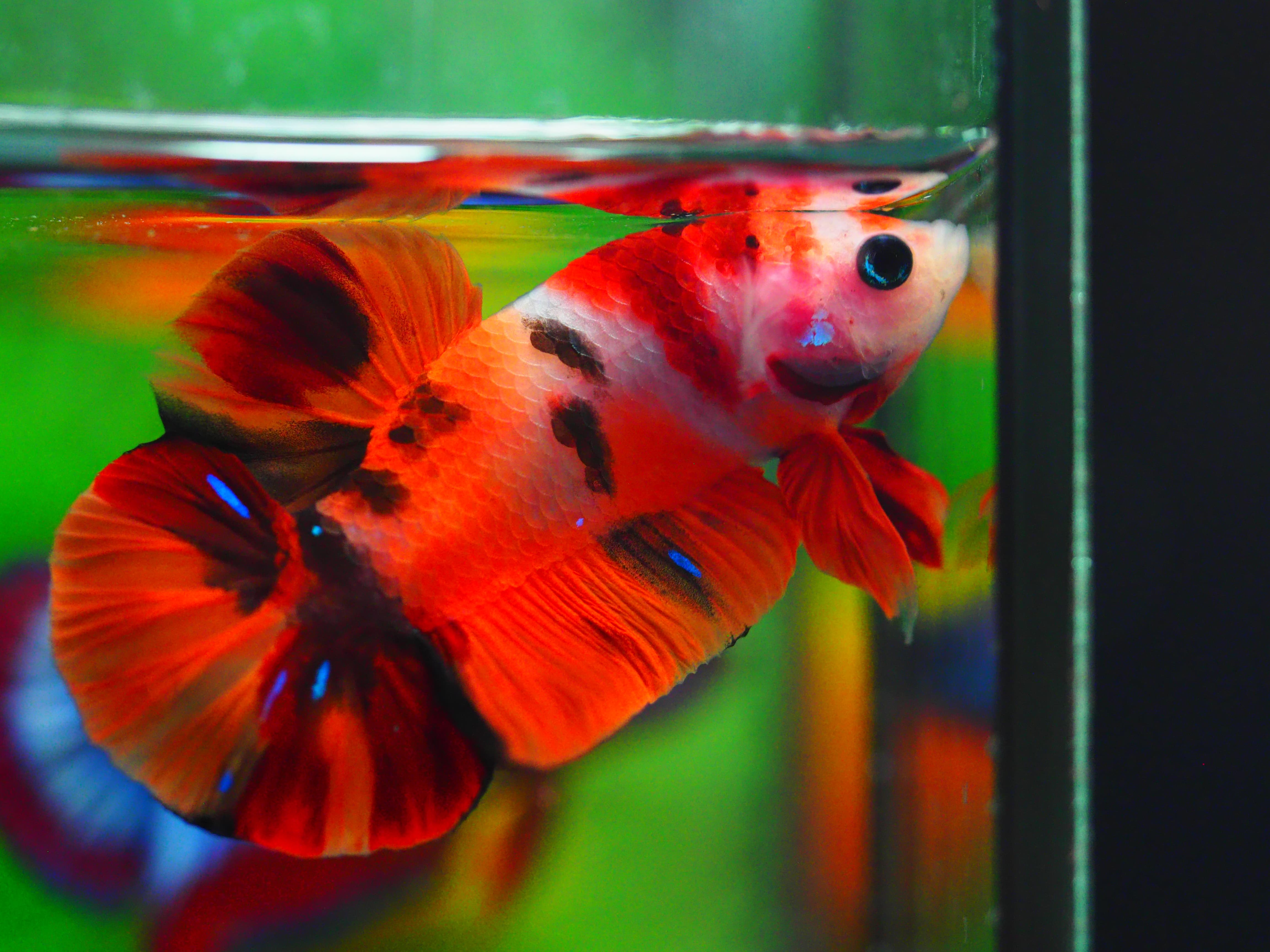 HMPK NEMO MALE GRADE A+++