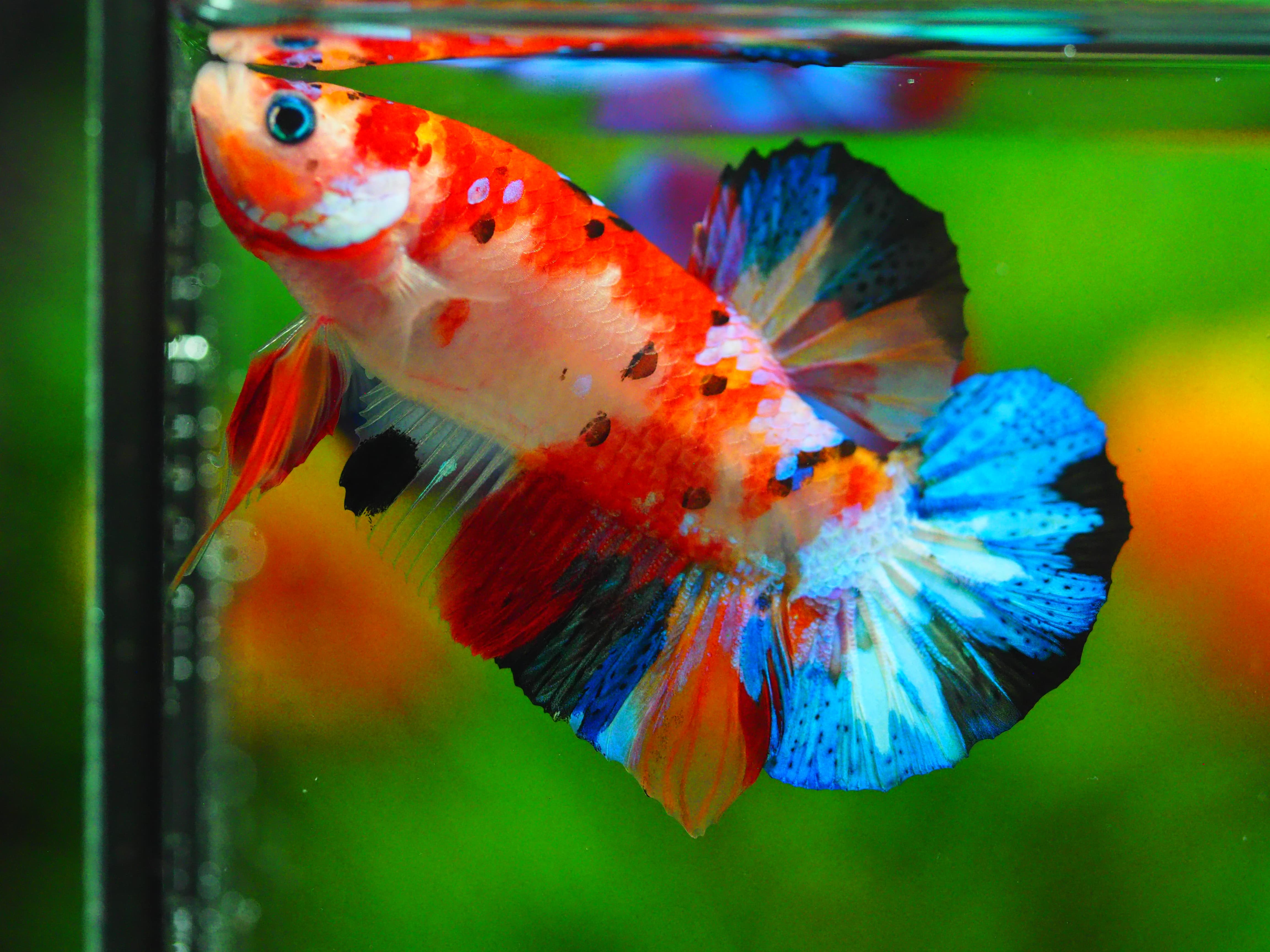 HMPK KOI GALAXY MALE GRADE A++