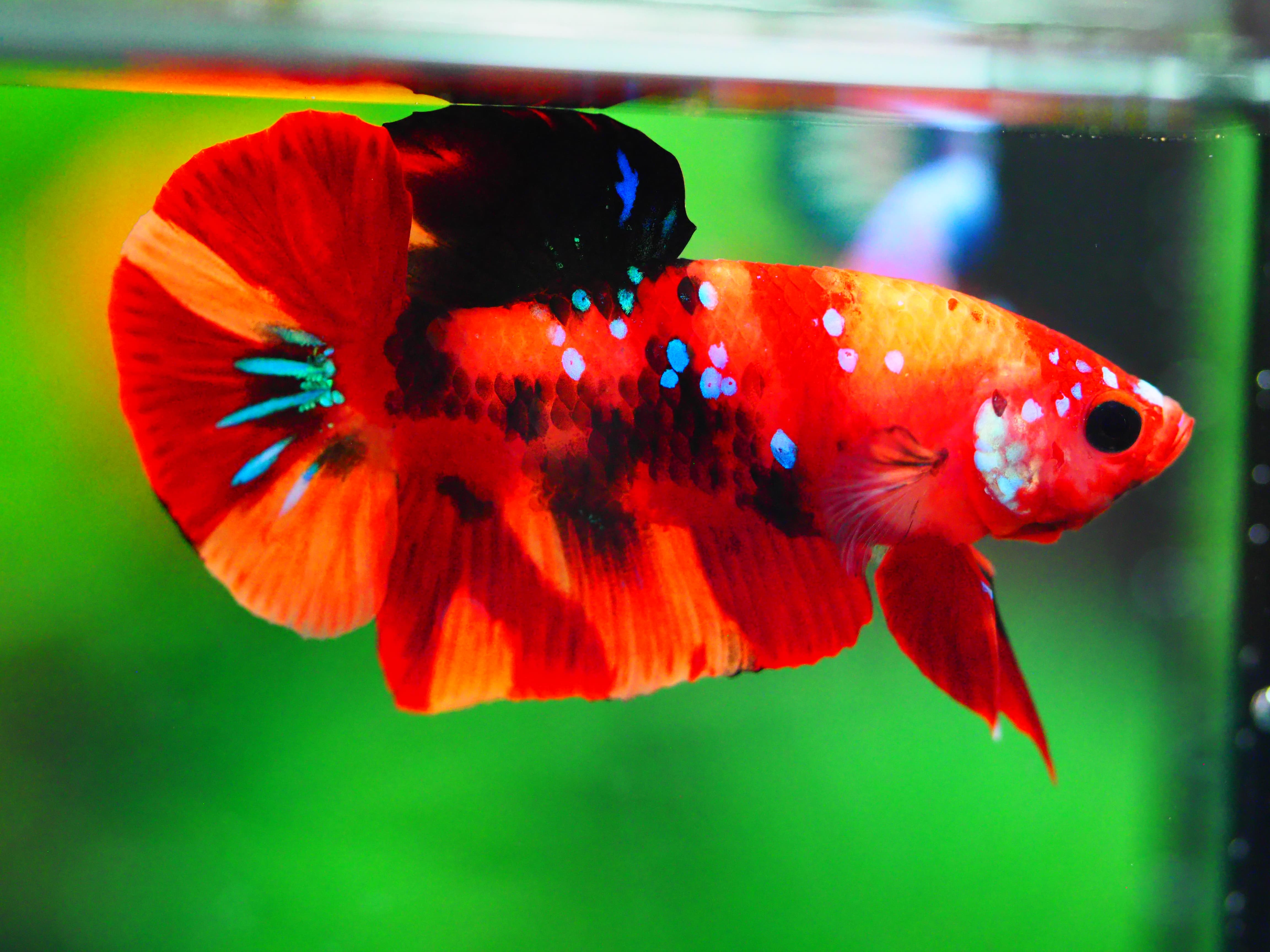 HMPK NEMO GALAXY MALE GRADE A +++