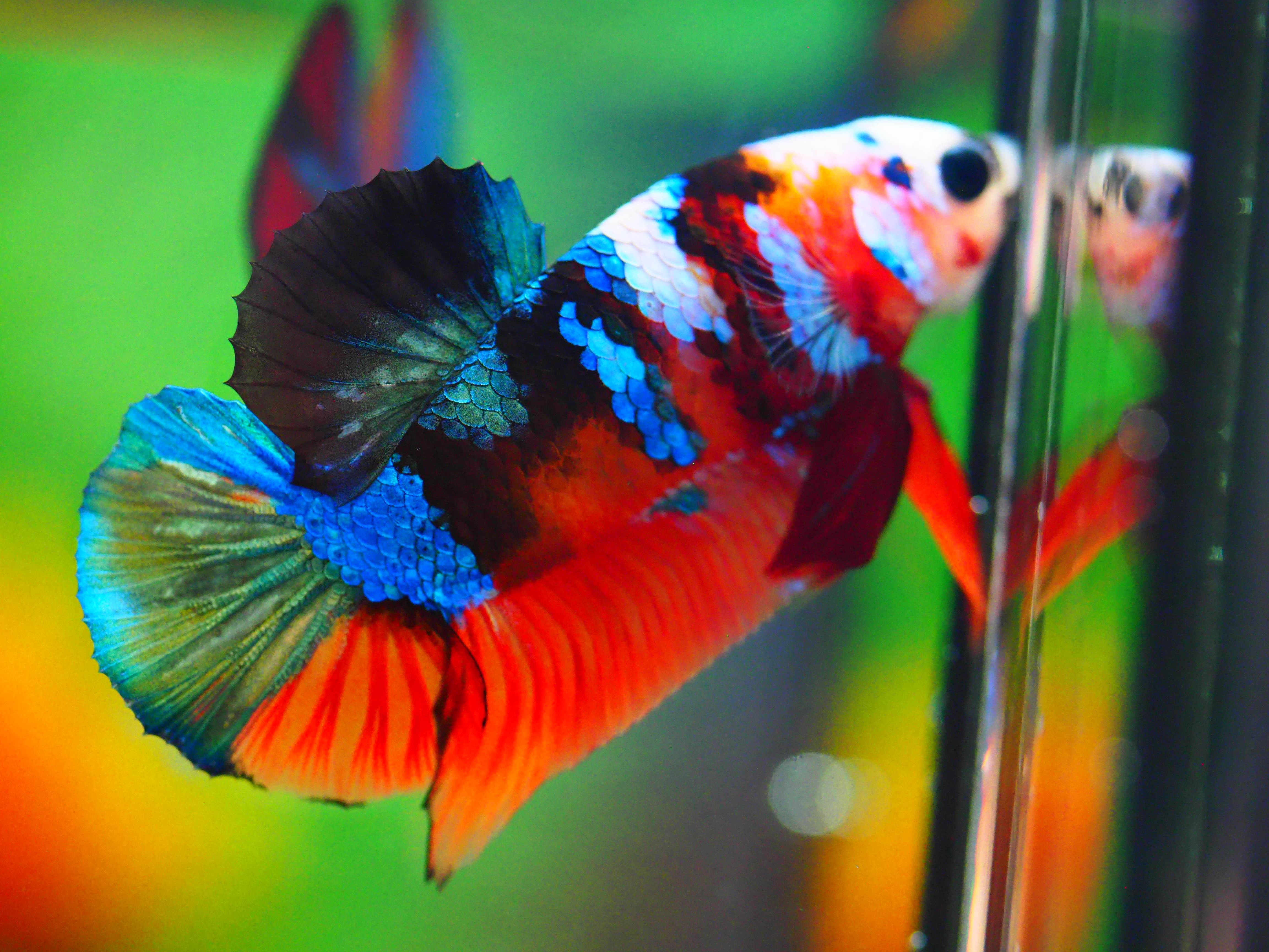 HMPK NEMO GALAXY MALE GRADE A +++