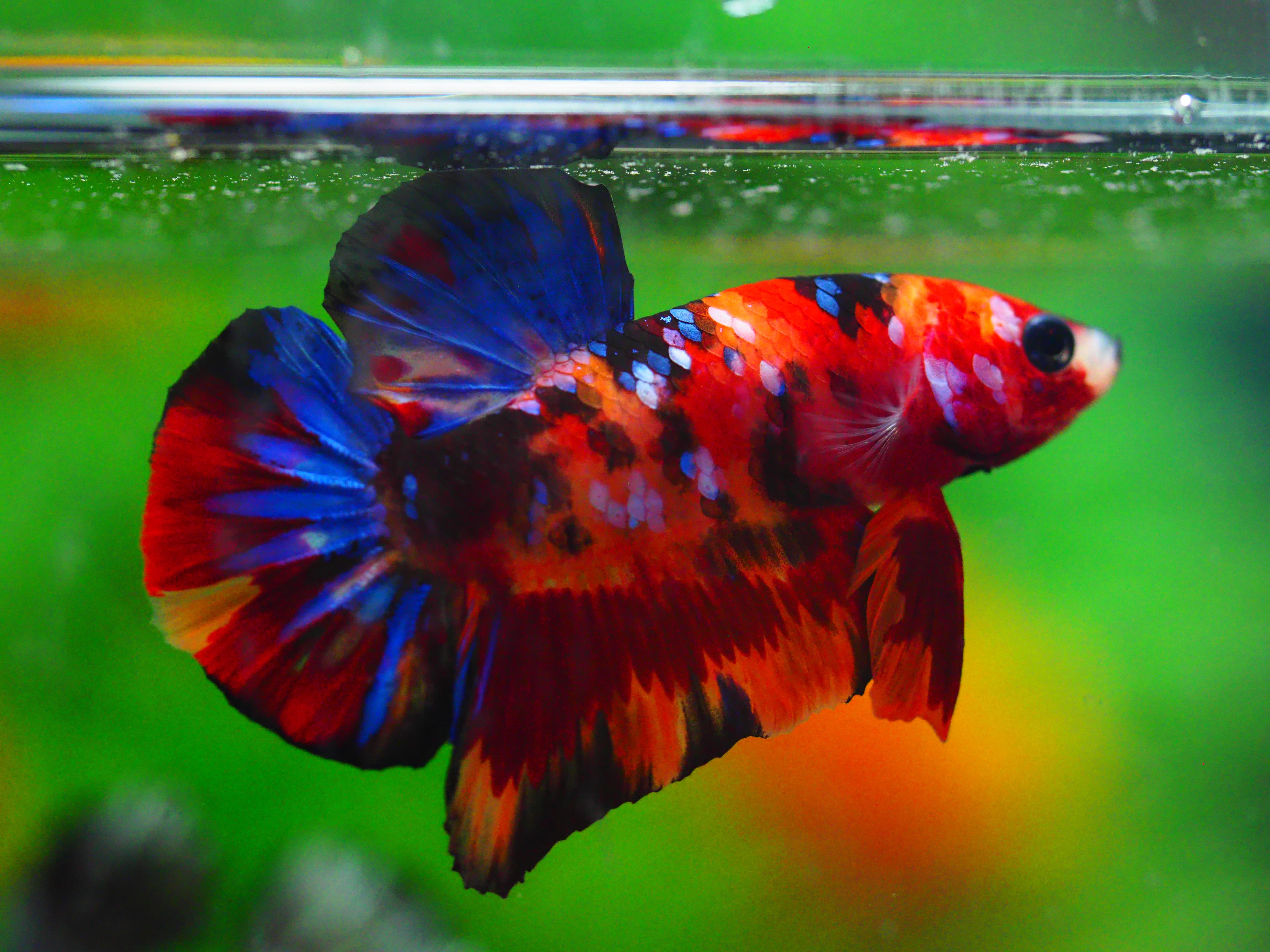 HMPK NEMO GALAXY MALE GRADE A +++