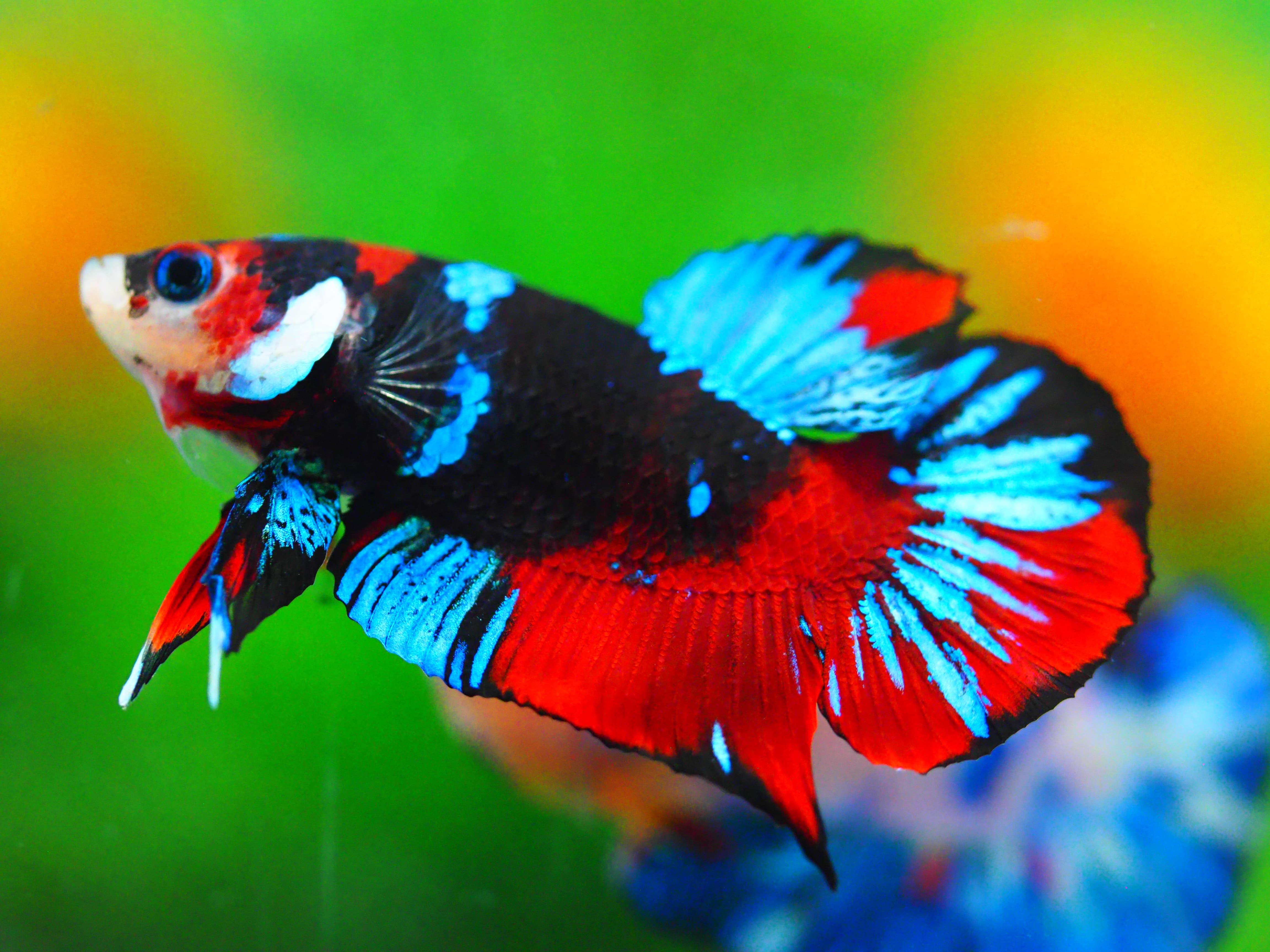 HMPK KOI GALAXY MALE GRADE A +++