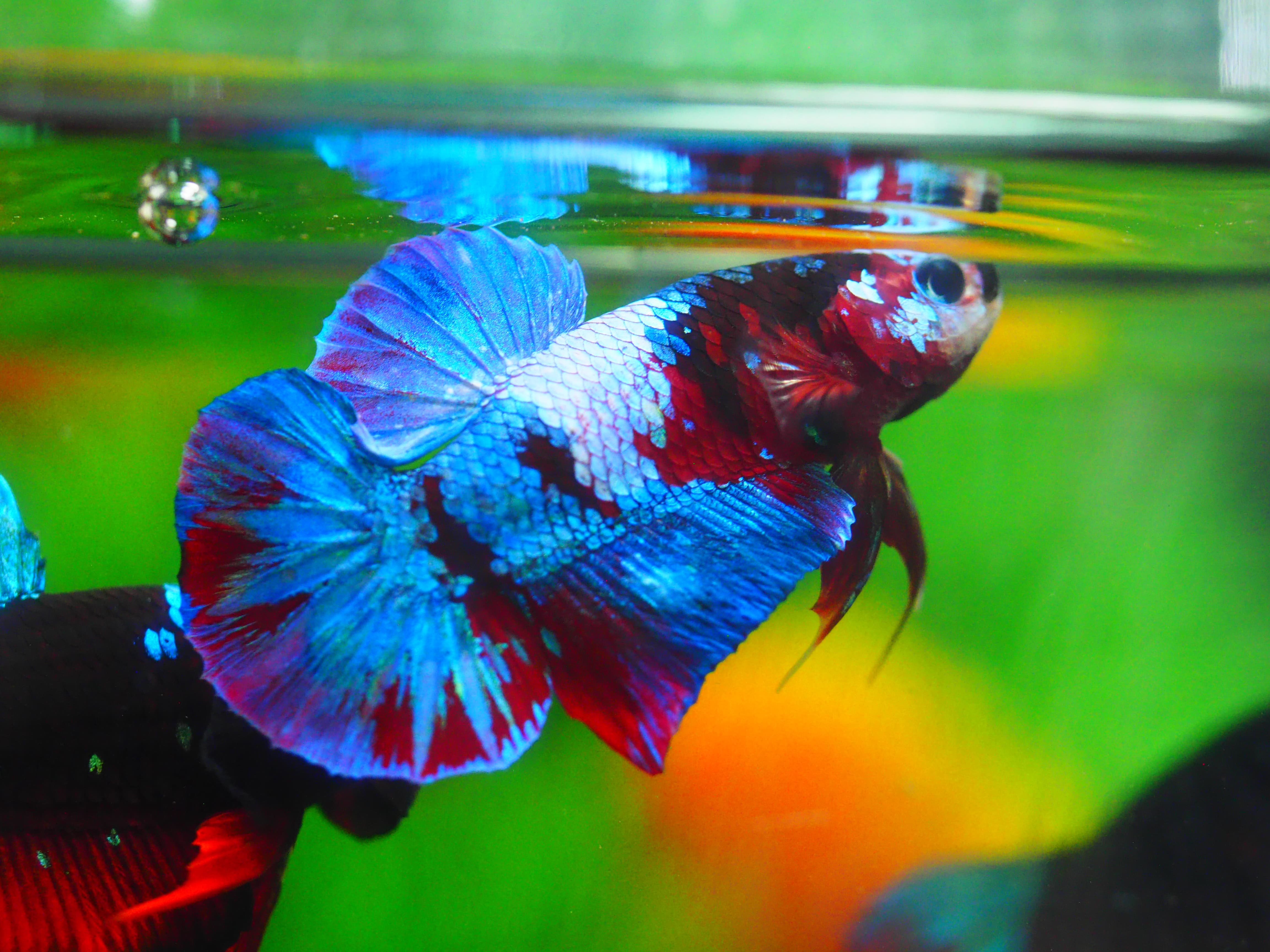 HMPK KOI GALAXY MALE GRADE A+++