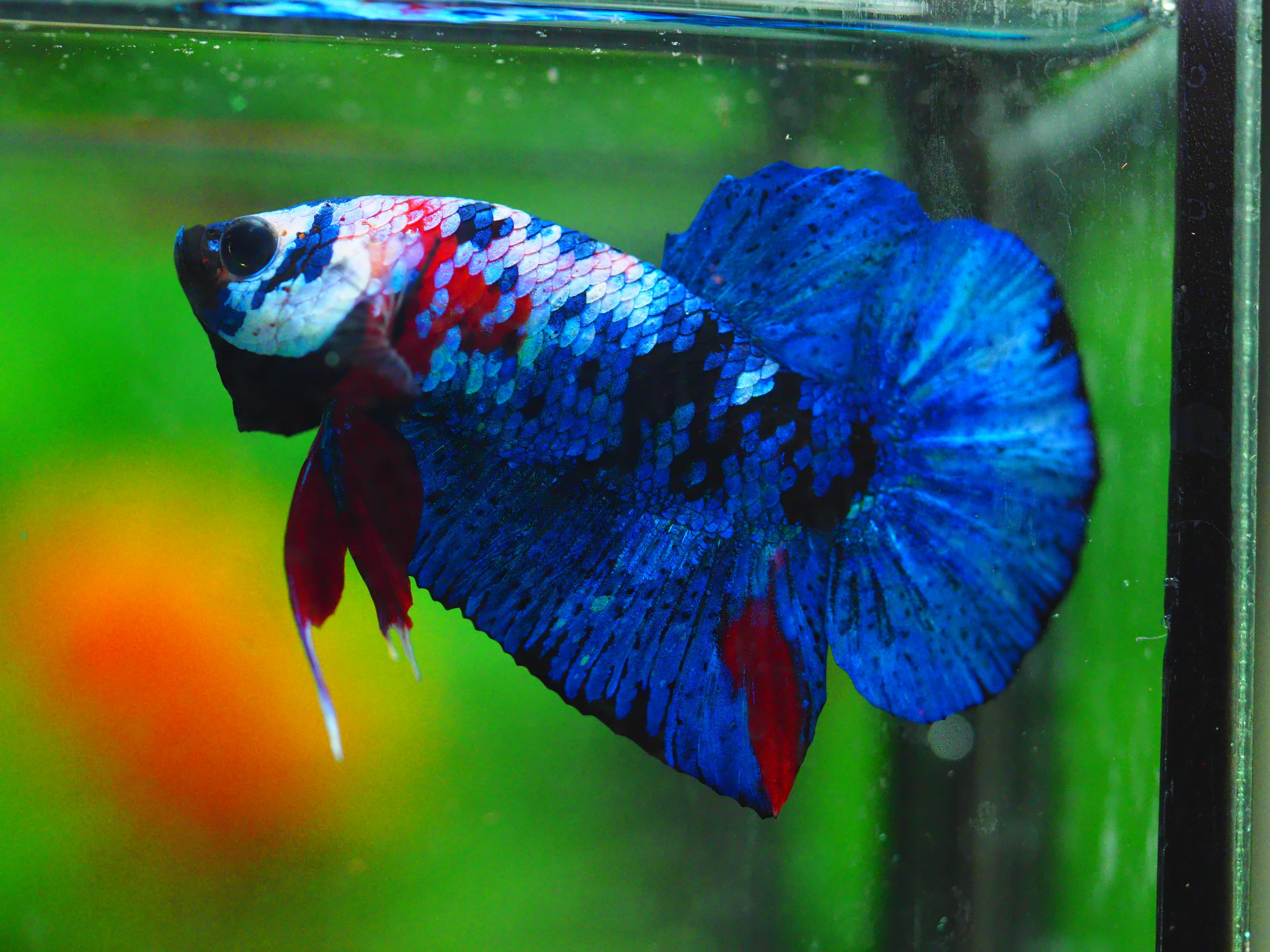 HMPK KOI GALAXY MALE GRADE A +++