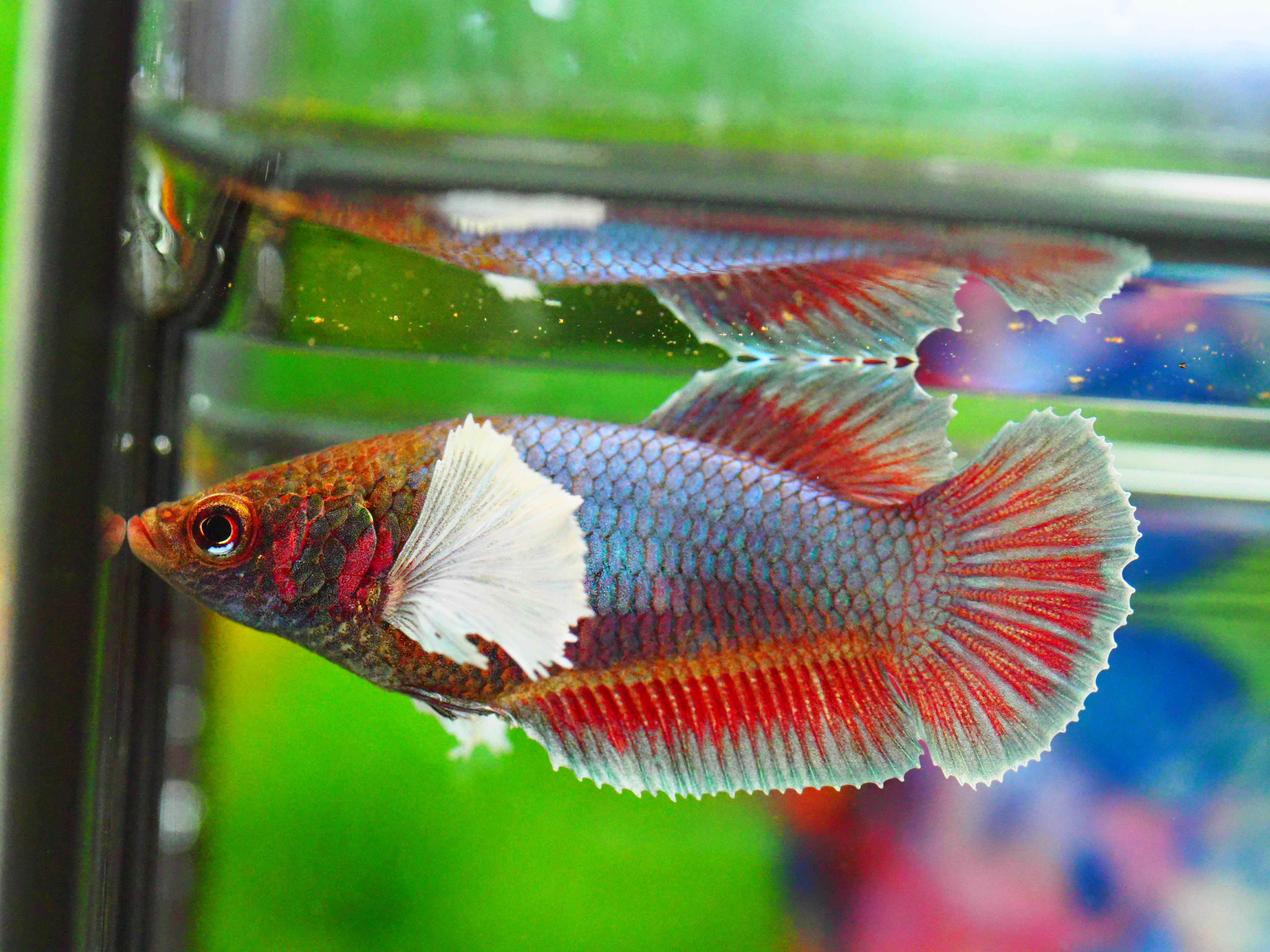 HMPK DUMBO FNMALE GRADE A +++