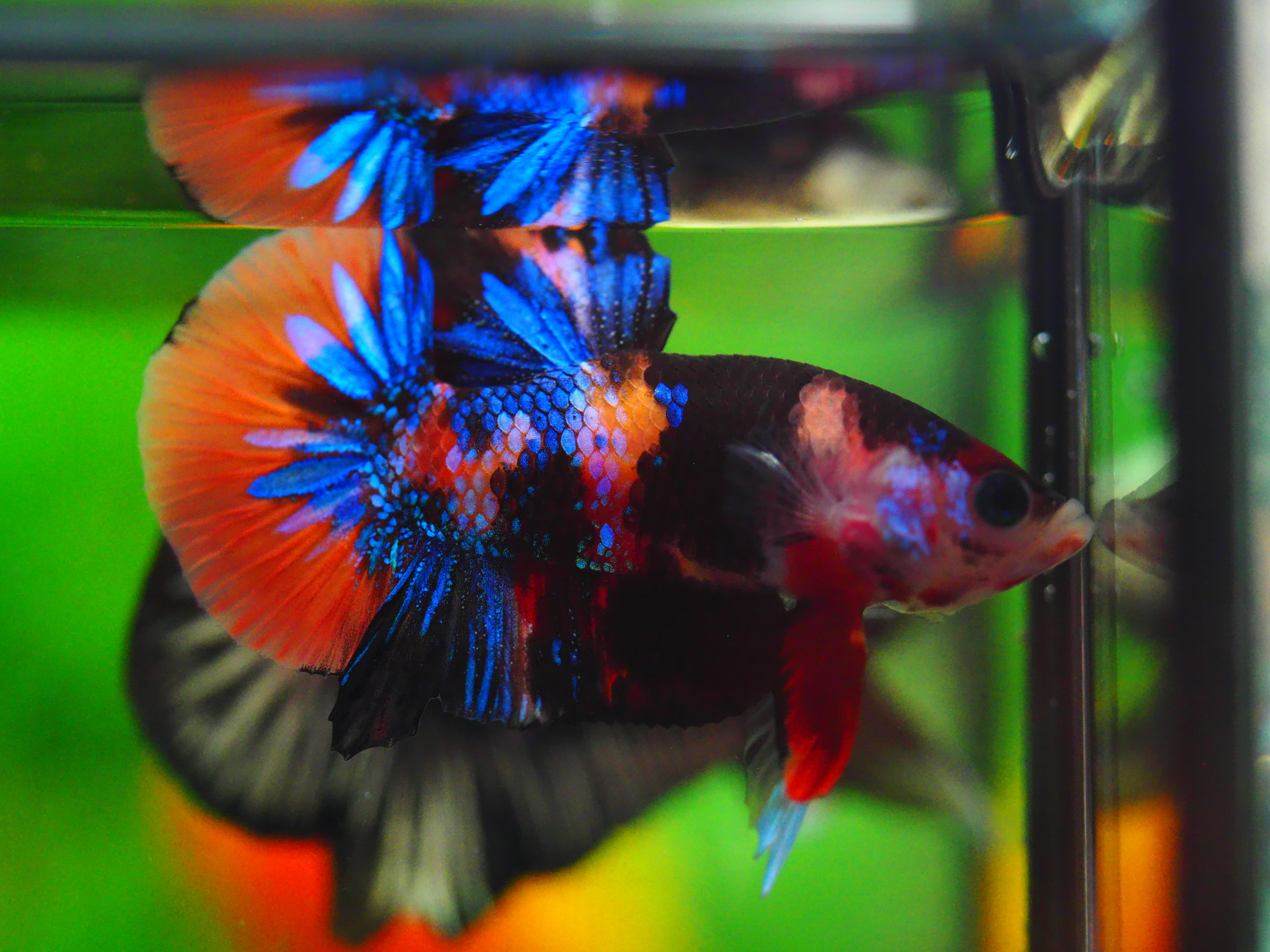 HMPK NEMO GALAXY MALE GRADE A++