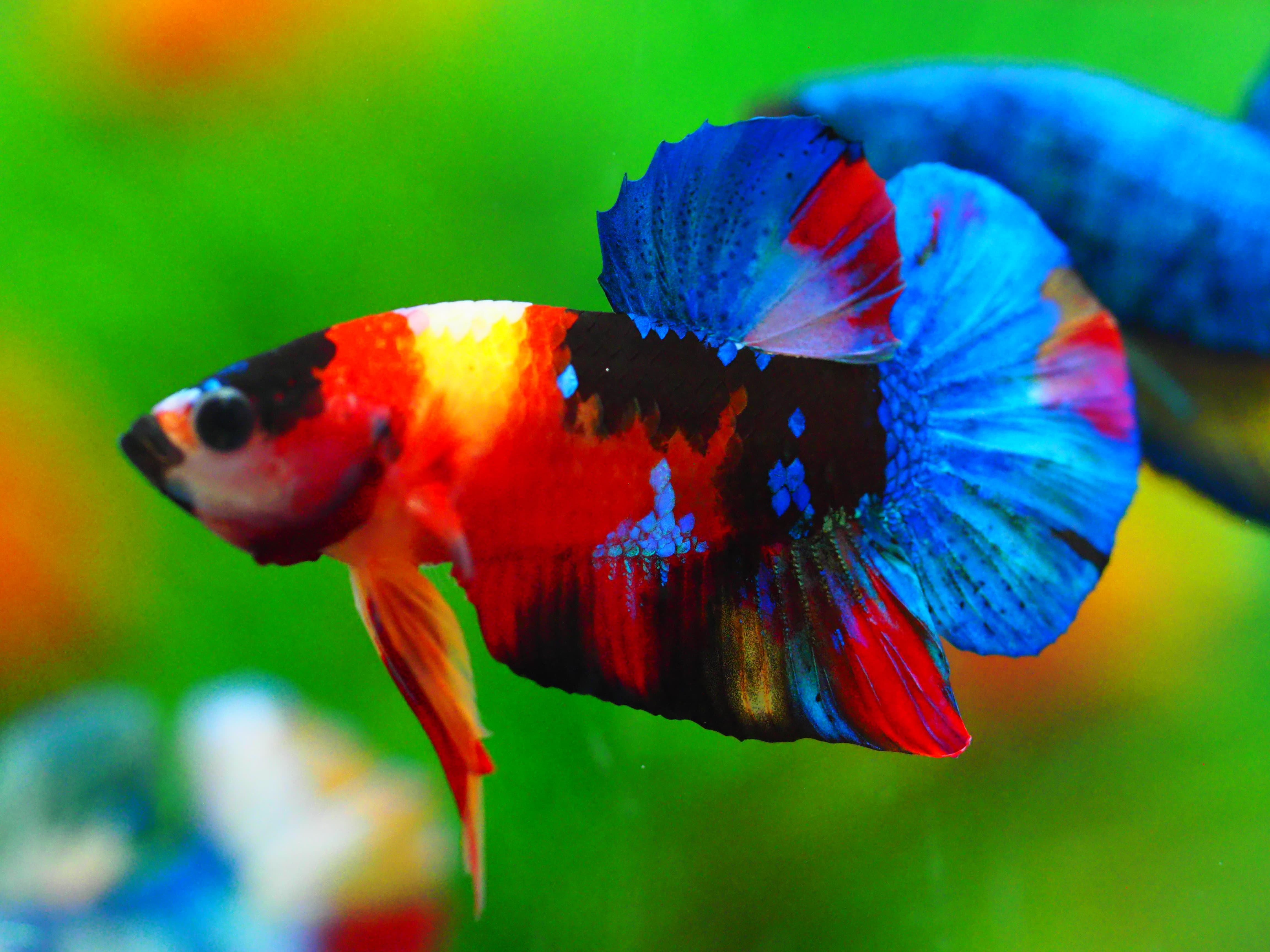 HMPK NEMO GALAXY MALE GRADE A +++