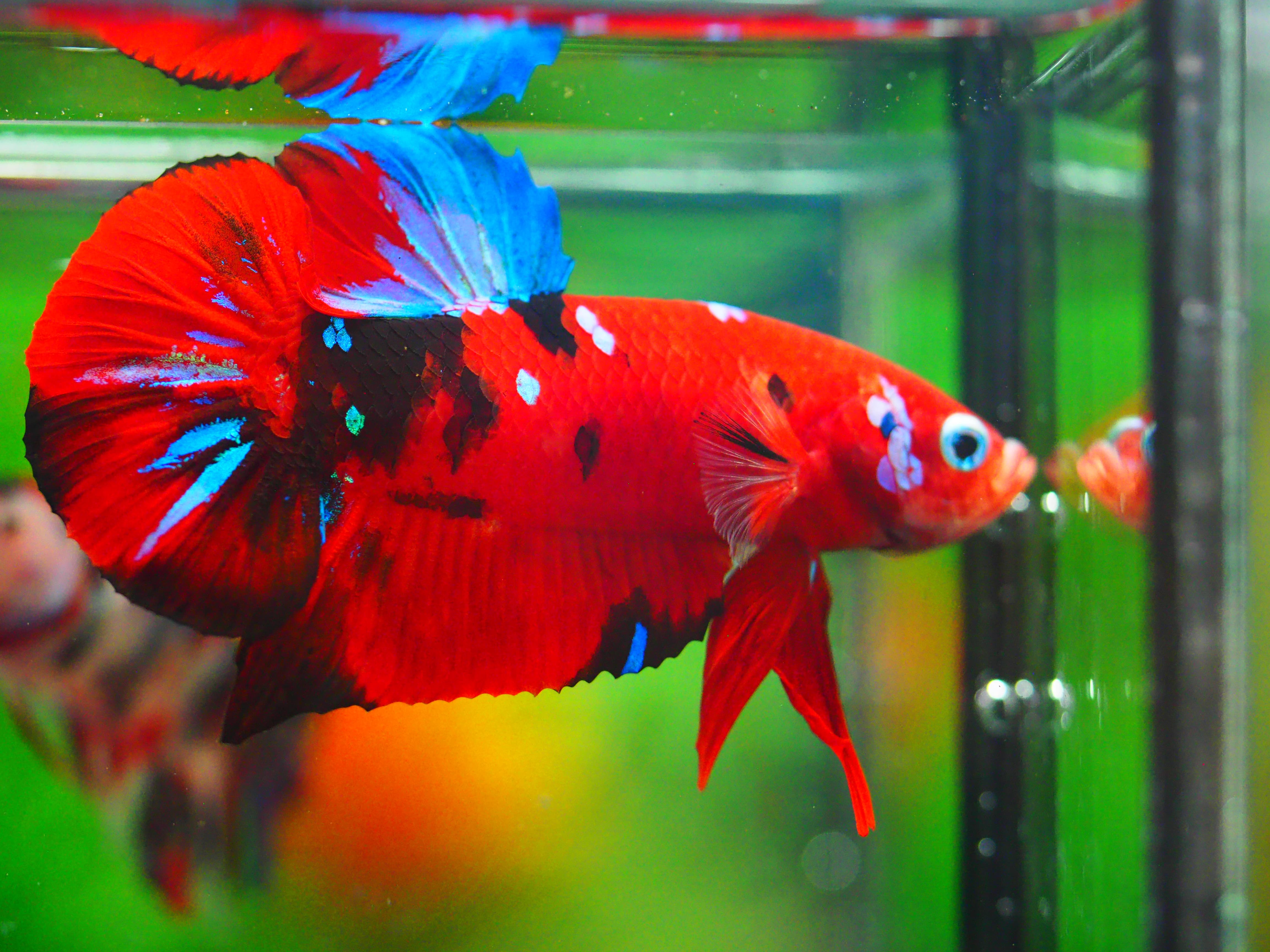 HMPK KOI GALAXY MALE GRADE A +++