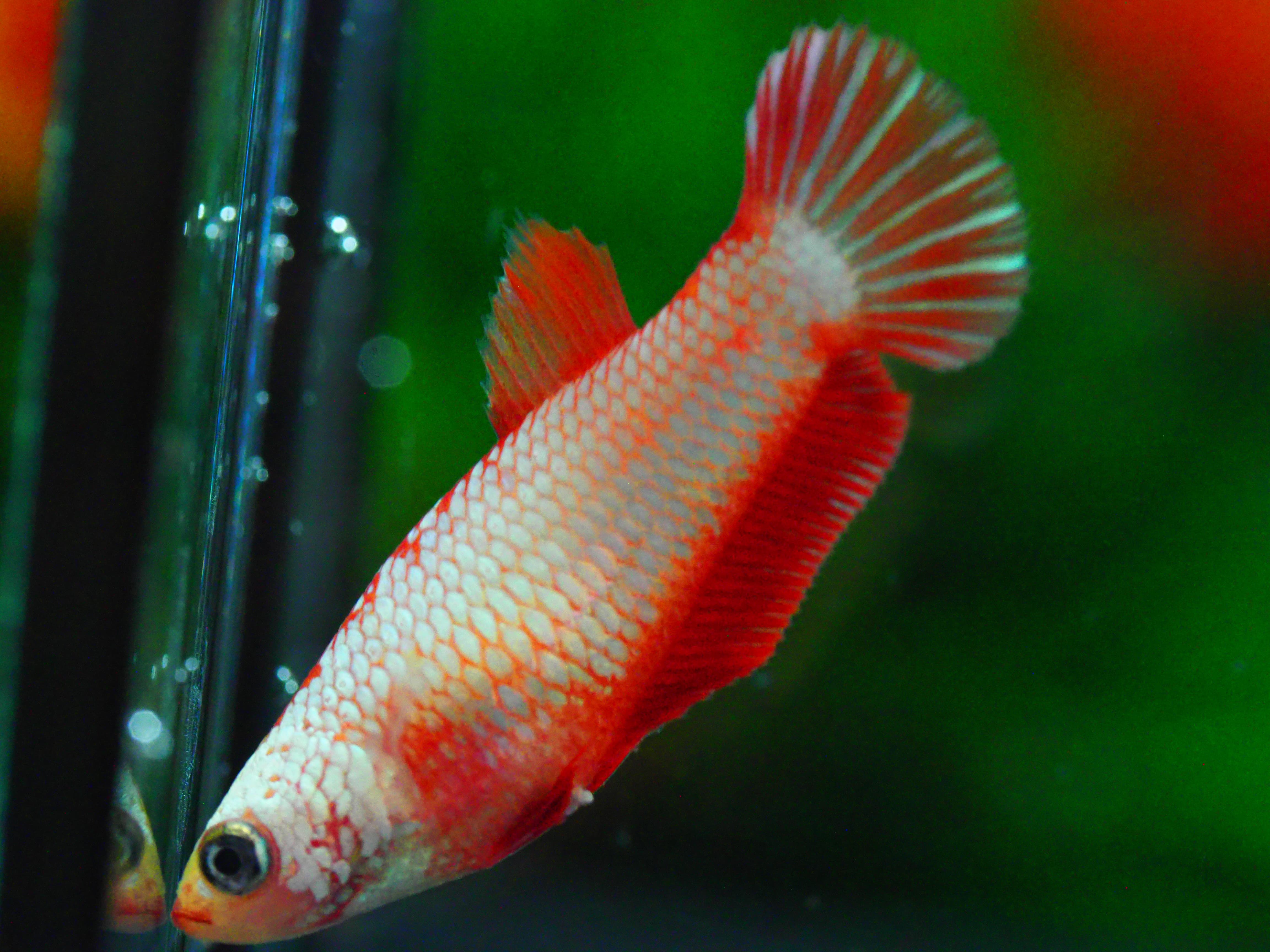 HMPK FANCY MALE FNGRADE A +++