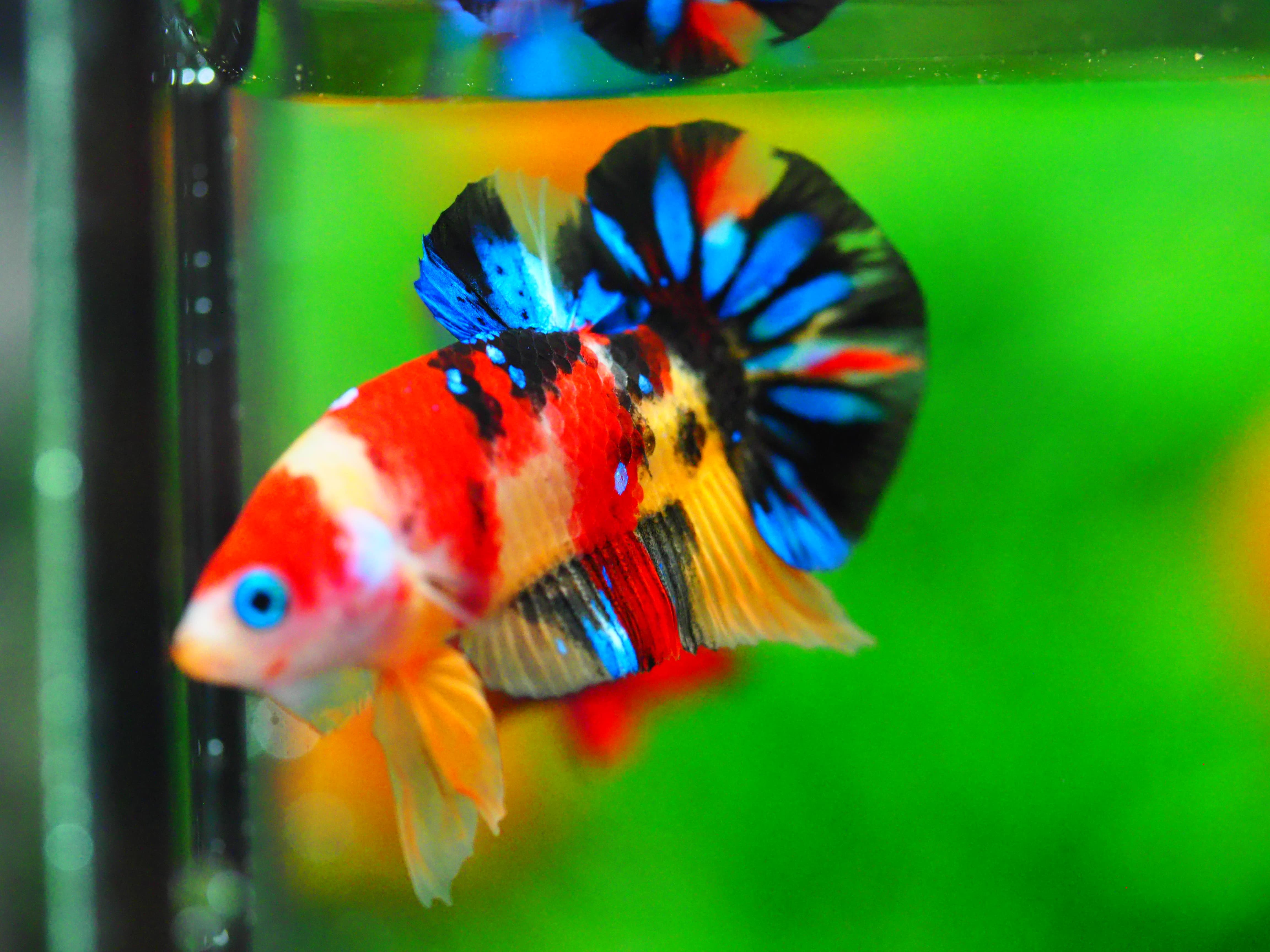 HMPK NEMO GALAXY MALE GRADE A +++